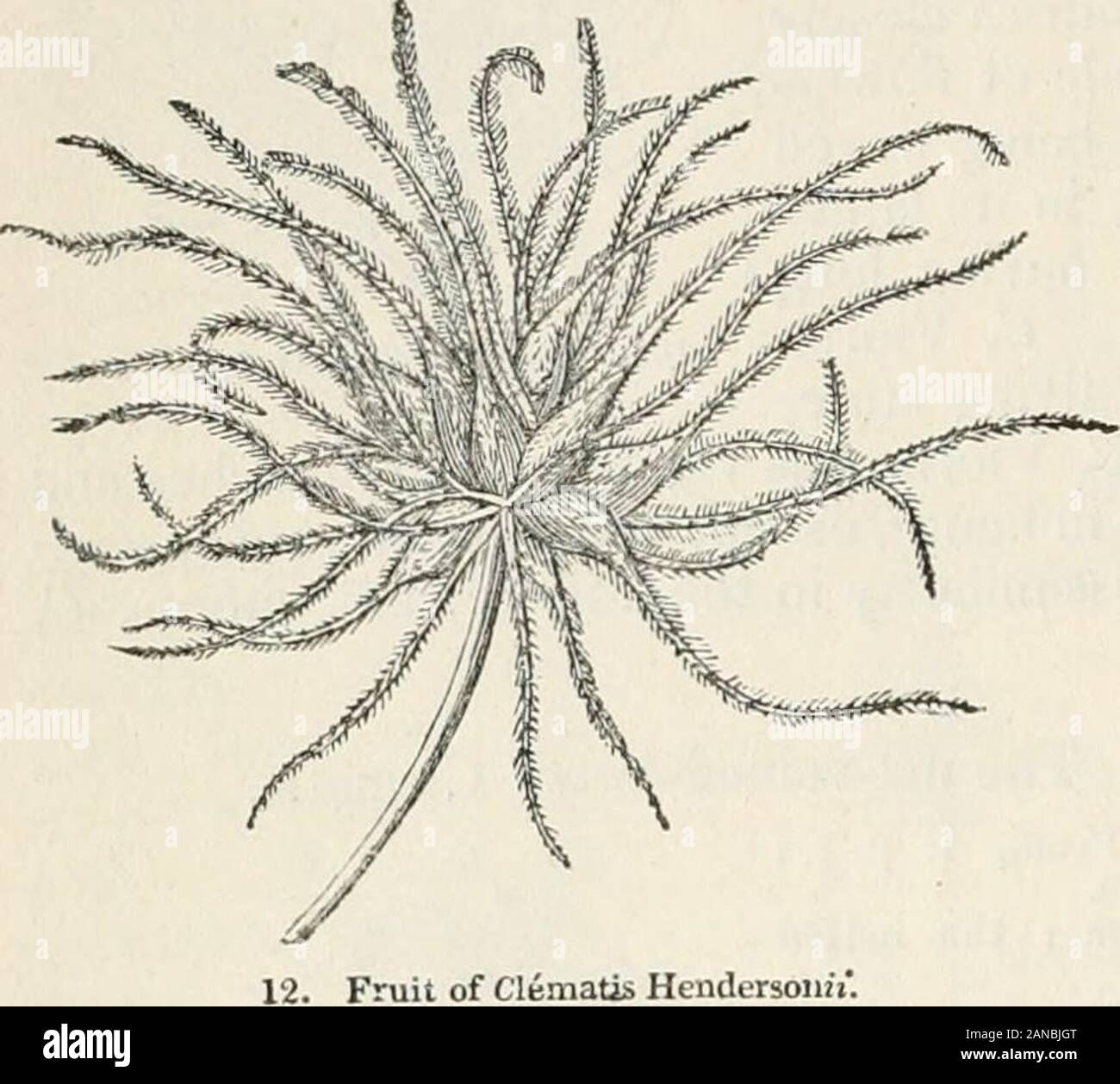 Bäume und Sträucher; eine Übersicht des Arboretums et fruticetum britannicum: Mit der Hardy Bäume und Sträucher von Großbritannien, einheimischen und ausländischen, wissenschaftlich und im Volksmund beschrieben; mit ihrer Vermehrung, Kultur und verwendet und Gravuren auf fast alle Arten. 11. CK^ Matis reliculita. 10 ARBORETUM ET FRUTICETUM BRITANNICUM. nurseryman, von Pine-apple, und firstflowered in der Baumschule von Herrn Krämer, nach dem sie benannt wurde. Es kann ziemlich 'Toolauswahl' als eines der am meisten Zierpflanzen. Frucht der Clematis Hendersons *. Arten von diesem Abschnitt von tne largenessof seinen Blumen, ihren langen foo Stockfoto