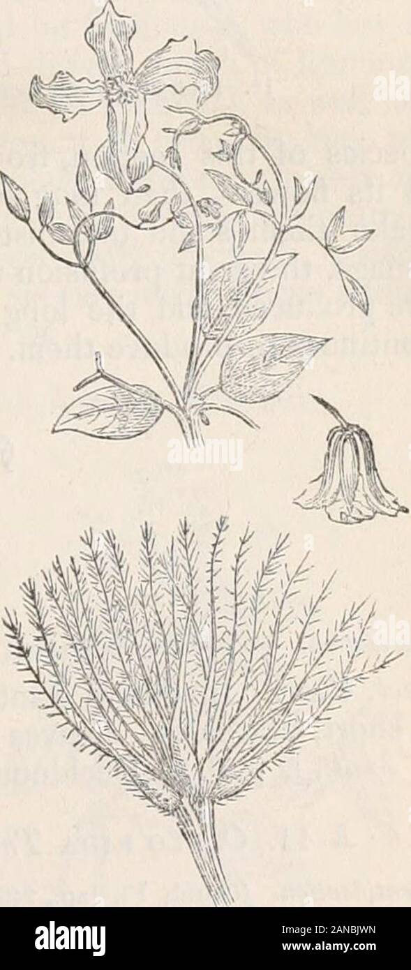 Bäume und Sträucher; eine Übersicht des Arboretums et fruticetum britannicum: Mit der Hardy Bäume und Sträucher von Großbritannien, einheimischen und ausländischen, wissenschaftlich und im Volksmund beschrieben; mit ihrer Vermehrung, Kultur und verwendet und Gravuren auf fast alle Arten. ical Teil ist kürzer. Die Blumen (sepalen) der beiden sind verschieden in Farbe. Die Blätter der C. reticulata sind geädert, wie in den spezifischen Namen impliziert ist. Die Stiele sind kaum Holzigen. 1 10. C. Henderso^n//Krämer. Hendersons Clematis. Gravuren. Oar-Vorrichtungen. 12. und 13. Spec. Char., % C. Stiel 1 - Blumen, viel länger tha Stockfoto