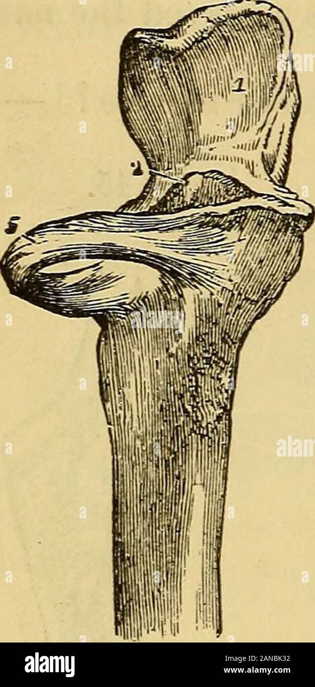 Ein Handbuch von Prüfungen: auf Anatomie, Physiologie, Chirurgie, Medizin, Chemie, Geburtshilfe, Materia medica, Apotheke und Therapeutika, insbesondere für Studierende der Medizin entwickelt, an dem eine medizinische Formelsammlung hinzugefügt. Vity, Abb. 45. Durch die gemeinsame und beingfixed in seiner Nut durch eine strongsheath trägt es die tostrengthen shoulderjoint. Beschreiben der glenoid liga-ment. Â Es ist eine prismaticfibro-knorpelige Ring, giv-ing Tiefe der glenoidcavity, die eine largesynovial Membran. Was sind die ligamentsproper des Humerus? - Externe und Interne inter-mu Stockfoto