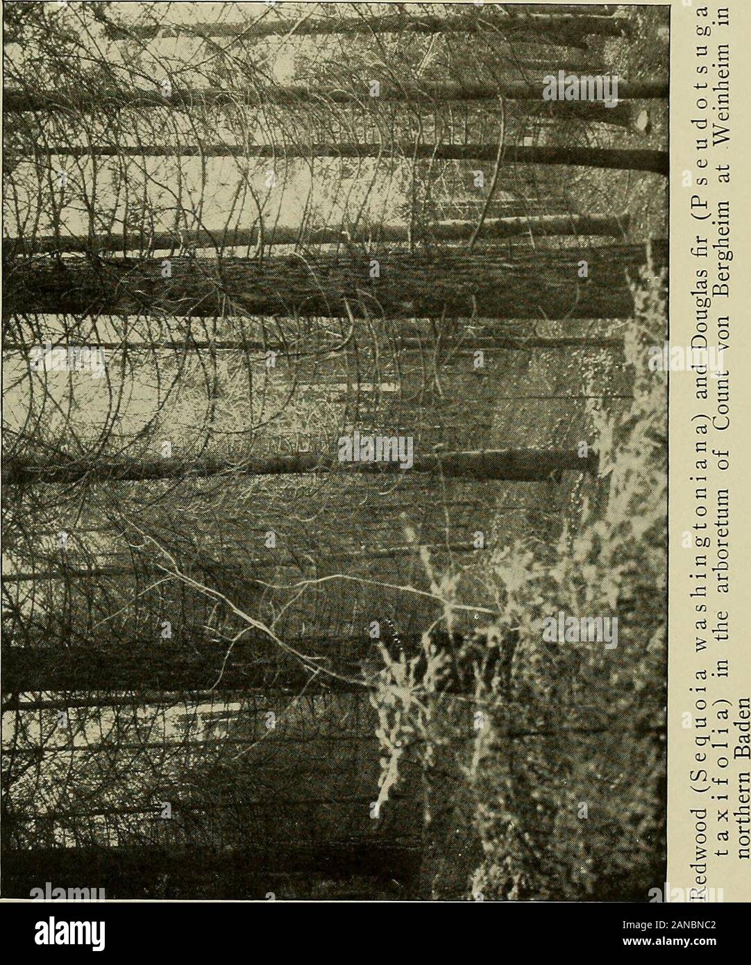 Bestimmte Merkmale der deutschen Forstwirtschaft. Er Boden und das aggressive Wachstum von Heidekraut (Calluna vul-garis) in den Niederwäldern dies eine sehr schwierige andslow gemacht haben sowie teurer Prozess. Hier können gesehen werden als nowhereelse die relative Fähigkeit verschiedener Baumarten theheather zu erobern, sie fast jede denkbare Kombination toovercome seine aggressive Wachstumsstrategie versucht haben. Vor der Eiche Niederwäldern, Heather war nicht eine ernste menacein die Wälder dieses Bereichs, und die Faktoren, die broughtabout seine Herrschaft über den Boden, während Sie nicht am Th beenanticipated haben Stockfoto