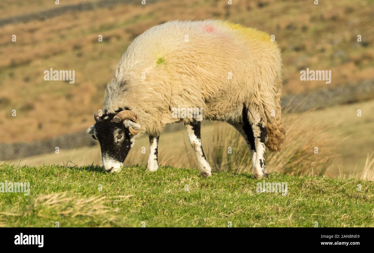 Swaledale Schafe im Winter. Single ewe oder weibliche Schafe, mit dem Kopf nach unten und Beweidung auf spärlichem Gras. Close Up, unscharfer Hintergrund. Arkengarthdale Stockfoto