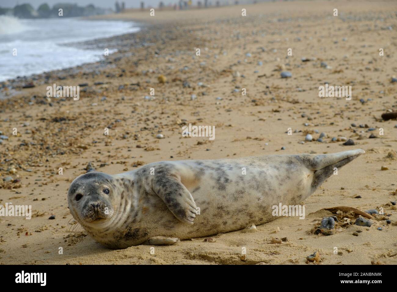 Kegelrobbe Strand Fotos Und Bildmaterial In Hoher Aufl sung Alamy kegelrobbe-strand-fotos-und-bildmaterial-in-hoher-aufl-sung-alamy