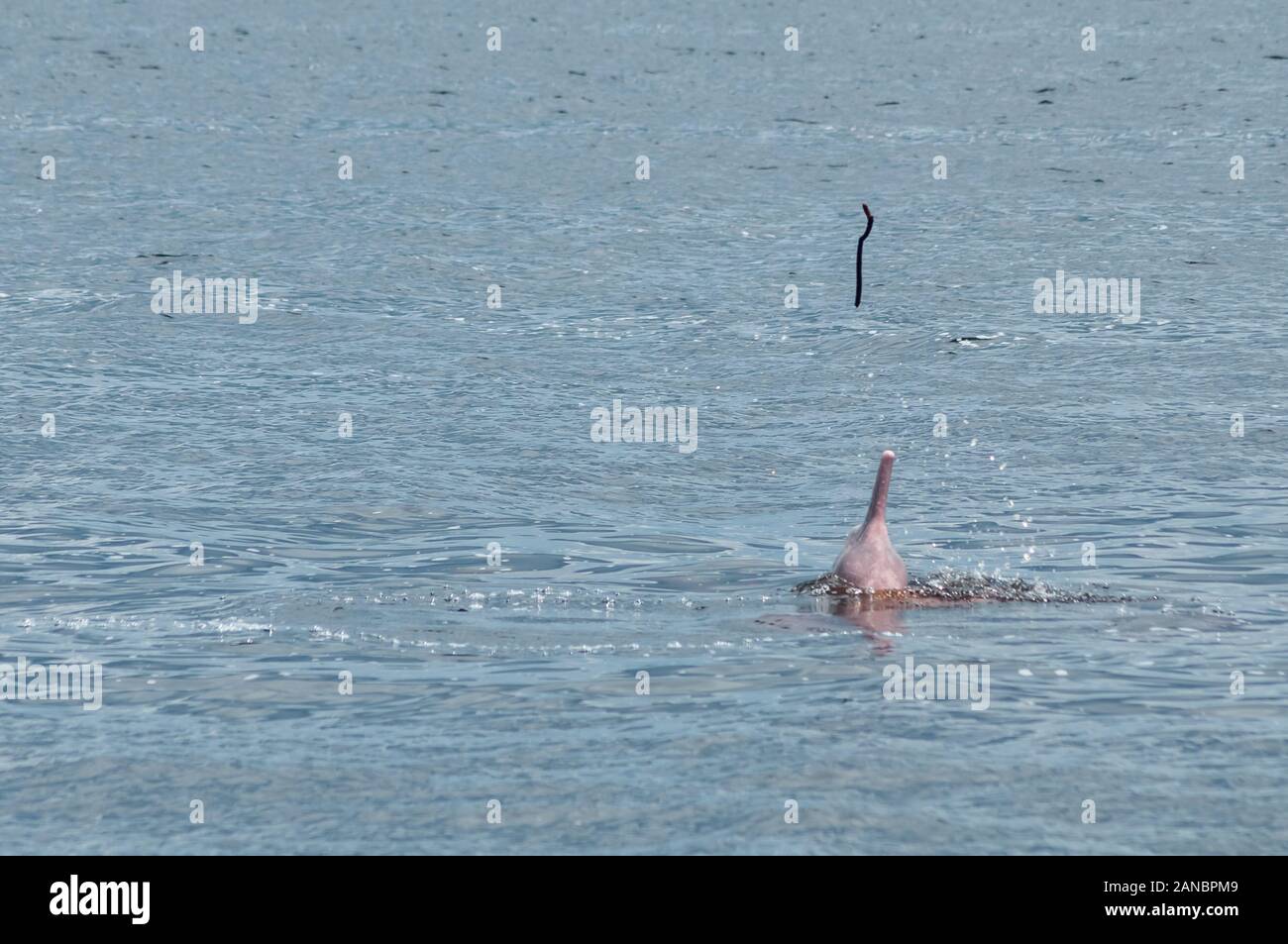 Boto Boto Farbe Rot oder Rosa, touristische Attraktion in der Stadt von Novo Airão, Bundesstaat Amazonas, Brasilien im Februar 2015 entfernt Stockfoto