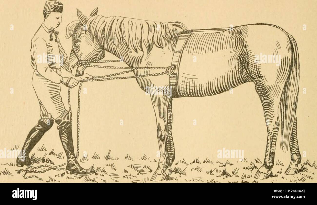 Jesse Beery ist praktisch System der Colt Training. nation Zaum, wie folgt vorgenommen: Ein stout gewebte Schiebefenster 36 Fuß lang und mitten drin in der Pferde öffnung; machen Sie eine ordentliche Slipknot, setzen im Vordergrund oben durch, und den Knoten fest. Beide Enden über thehead zwischen den Ohren nehmen, und einem Ende bringen Sie auf jeder Seite des Halses, gerade ofjowls, Twist am Ende zusammen drei oder vier Mal, bringen jedes Ende nach vorn throughcord im Mund, auf jeder Seite des Mundes, nehmen die Enden zurück durch die Ringe in surcingleand sie zurück Tragen hinter dem Pferd, für Leitungen. Sie haben dann eine Kombination Stockfoto