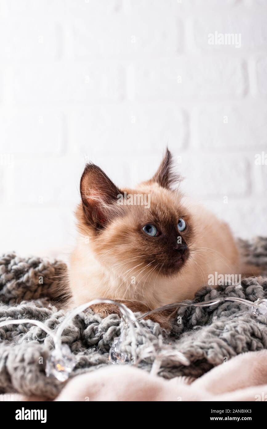 Kleine lustige Kätzchen auf gestrickte Plaid Stockfoto