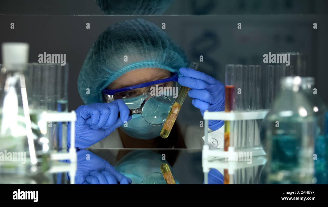 Lab Assistant studieren Fleisch Probe mit Lupe, helminth-Analyse Stockfoto