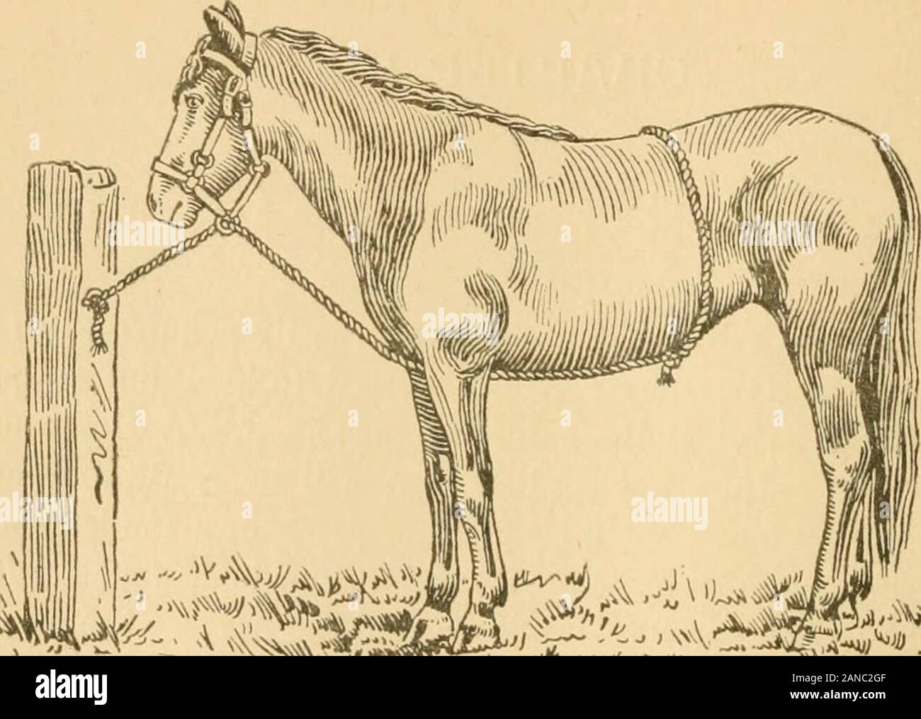 Jesse Beery ist praktisch System der Colt Training. theHoise beginnt zu lehnen, geben Sie ihm einen harten Ruck mit der Schnur. Der successis Sie nur während der in der Akte des Widerstandes gegen die Anwendung. Kapitel VIII. H^LTKR ZIEHEN. Dies ist eine unangenehme Gewohnheit, Pferde, die sehr leicht zu erwerben, wenn Sie notproperly angekuppelt sind die ersten paar Mal. Einmal zu brechen Trägern gestartet Es ist- neigung, so zu tun, bis die Gewohnheit festgesetzt wird. Ein Pferd unter thishabit können alle Rechte, wenn nicht aufgeregt, aber bereit sein, hisneck fast im Versuch, Lose zu ziehen, sollte ein Stück Pape Stockfoto