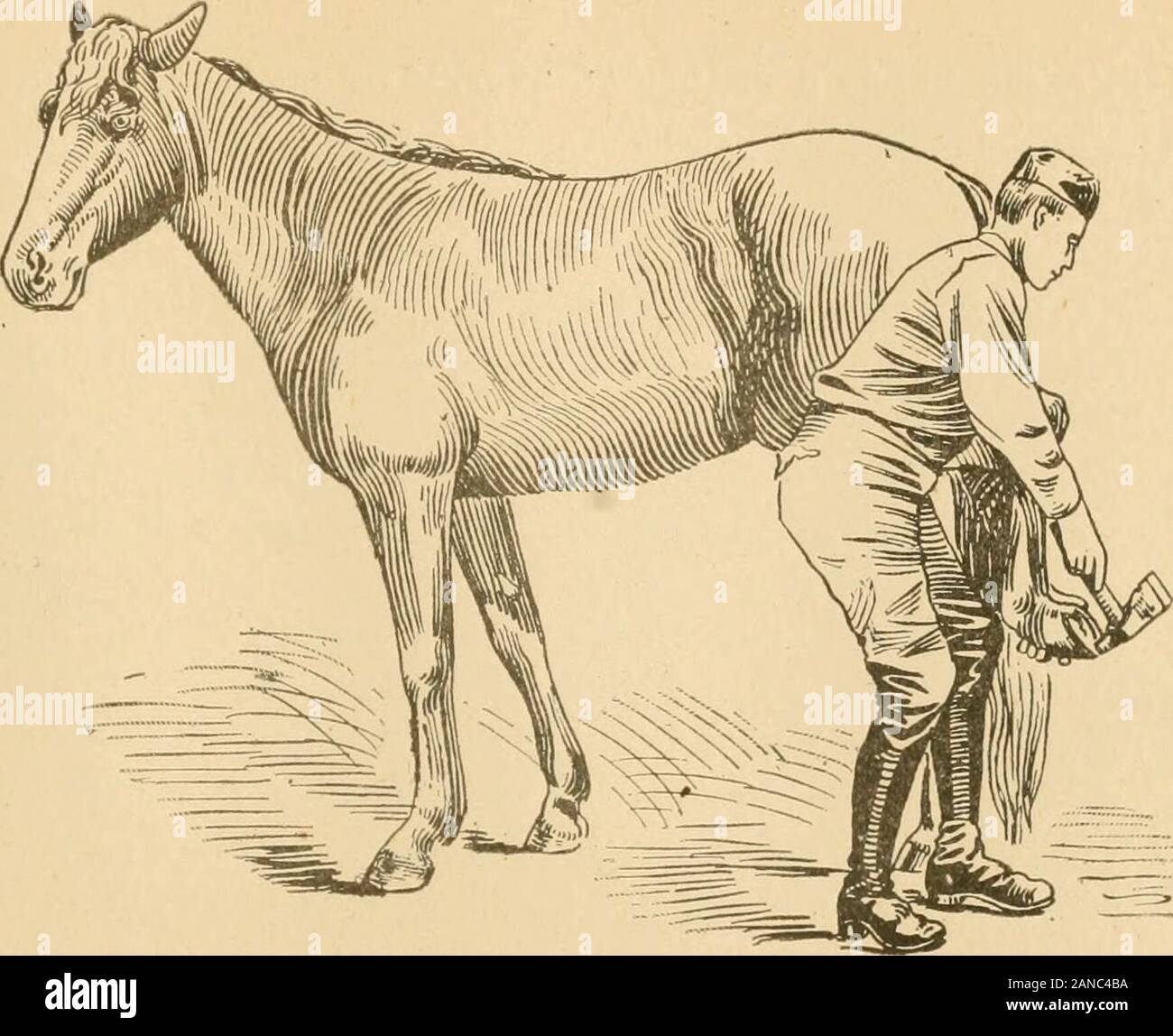 Jesse Beery ist praktisch System der Colt Training. ) Ly es wieder.- Alle gewöhnlichen Fällen schlecht Schuh wird von zehn bis fünfzehn Minuten einreichen, mit diesem. Als IIORSK WlJ - Ich. STAND NACH DER BEHANDLUNG. 90 JESSE BEERYS PRAKTISCHES SYSTEM VON COLT TRAINING. Rolle auf. Immer den Fuß mit Gurt und Seil in Verbindung mit dieser Methode des Sub-Abwurf. Wenn Sie ein Pferd, das nicht in liis Widerstand Lasterhaft haben, all das ist necessarywould werden die erste Form Krieg Zaum auf, und geben Sie ihm ein paar zieht Splitpunkts links, oder wenn tliat ist nicht stark genug, auf tlie Excelsior Zaum, und ruck, ihn ein paar Mal wi Stockfoto