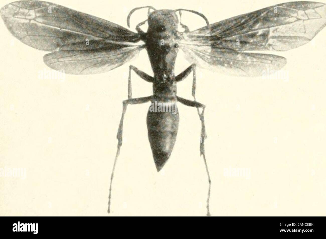 Wunder der Insekten; eine populäre Konto der Struktur und der Gewohnheit. Eis, das, so seltsam es auch erscheinen mag, keine Übereinstimmung für theirapparently unbedeutende Gegner. Sie umgeben, wie den theInsect Stamm hatte, bedeckte sie über, und schleppten sie ihn mit einem saumseligen andunion der Stärke, dass niemand, der nicht aufgepaßt hat, eine solche Szene erfassen kann. Ich habe nicht eine Ratte oder Maus Flucht sehen, und ich bin sicher, ich sah eine Kerbe durchgeführt duringa sehr kurzen Zeitraum. Wir Ne. xt versuchte, die Küche, für die store-Zimmer war equallythe Feld der Schlacht zwischen Ratten, Mäuse, Kakerlaken und Ameisen zu töten. Ahuckster neg Stockfoto