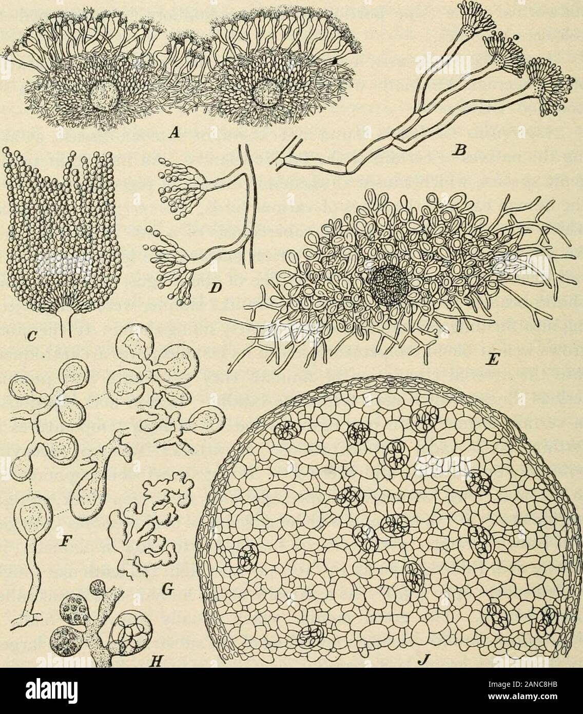 Ein text-Buch der Mykologie und Pflanzenpathologie. Meter, schließen oval Dünnhäutigen Asci (9 bis i4ju) mit acht roten lenticular Zäh-walled Sporen (4 bis 4,5^) - als Parasit der menschlichen Haut Es war calledLepidophyton. Die grüne Form, die in der Regel wächst auf Malz, isAspergillus clavatus zu einem Formteil der Substrat. Die largestspecies der Gruppe ist Aspergillus giganteus, die auf den ersten super aussieht - ficially wie ein mucor, später aber wegen seiner grau-grünen conidiosporesit ist leicht trennbar von der mucor Vegetation. Seine sterigmata seemto hohl sein, kommunizieren mit einer Pore - wie Ope Stockfoto