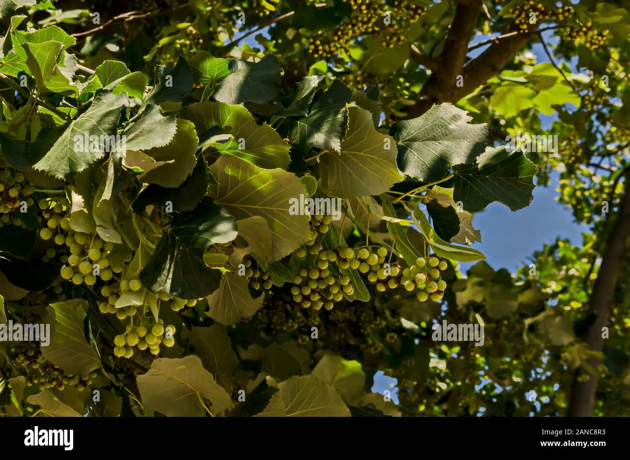 Die Samen einer Linde im Sommer, Dorf Zhelyava, Bulgarien Stockfoto