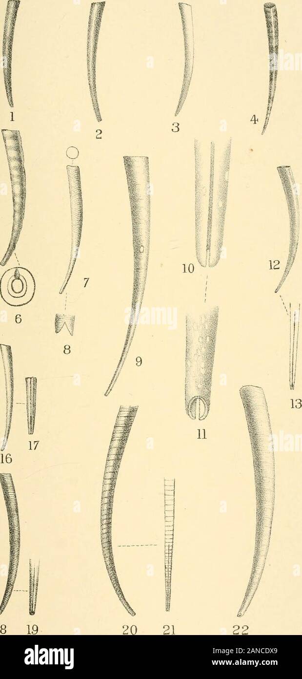 Handbuch der conchology, strukturelle und systematische: mit Abbildungen der Arten. 65 f [62 66 67 63 DENTALIID^e. ///.//Platte 18 ICH 6^ € li;;;;;;;;| s 8 15 14 - 10 11 13/... 16 DENTALIID^ C. Platte 19.. 18 19 DENTALIID/fi Platte 20. Stockfoto