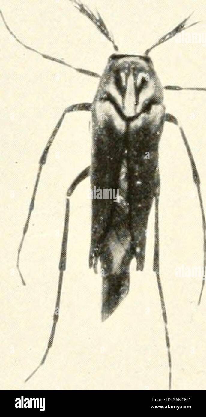 Wunder der Insekten; eine populäre Konto der Struktur und der Gewohnheit. Wasp-nest Käfer. Die weibliche Käfer legt ihre Eier in der Nähe der Eingang zu einem unterirdischen Wespen-Nest, und theyoung Maden machen sich auf den Weg in den Innenraum und steigen in das Nest. Hier greifen Sie thenearly ausgewachsenen Larven der Wespen und ihnen als Nahrung verbrauchen. Die beiden Geschlechter sind shownenlarged zu drei Mal die natürliche Größe. Stockfoto