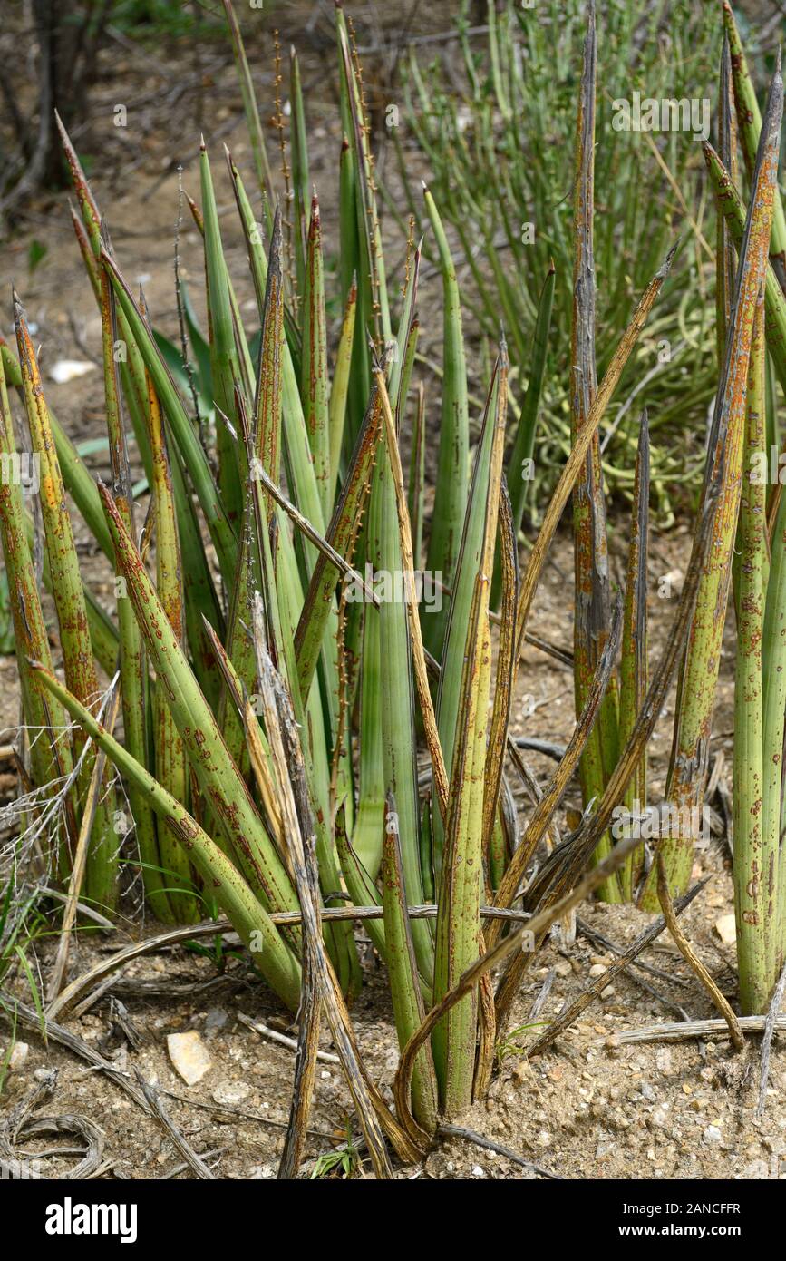 Sansevieria pearsonii, Stacheligen Schwiegermutter tonque, saftigen  mehrjhrig, Sukkulenten, namibischen einheimische Pflanze, Pflanzen,  Namibia, RM Floral Stockfotografie - Alamy