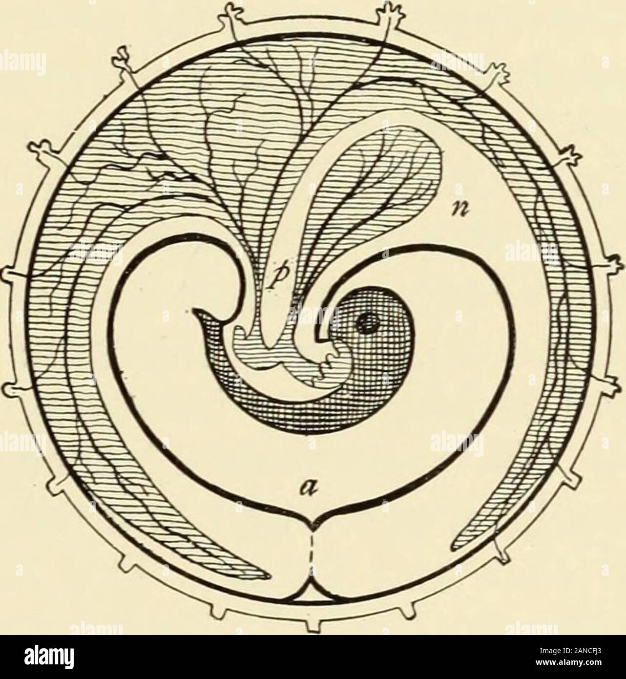 Ein Lehrbuch der Geburtshilfe. Umbers von Zellen heapedtogether, bilden ein wenig Zotte - wie Projektion. Es gibt noch - mally, kein Blut - Schiffe in theamnion, - zumindest in ihrer Entwicklung; laterstages theirpossible inhydramnios auftreten, jedoch wird zu einem späteren Zeitpunkt bezogen werden. Der Liquor Amnii. - Es ist die physiologische Funktion der theamniotic Membran ein flüssiges Medium (der Liquor amnii), die distends die uterine Wände und ermöglicht den Fötus einige freie-dom der Bewegung zur Verfügung zu stellen, und, durch seine Dichte, nähert sich dem specificgravity des Fötus, raubt diese Bewegungen viel musculareffort. Es fungiert als Stockfoto