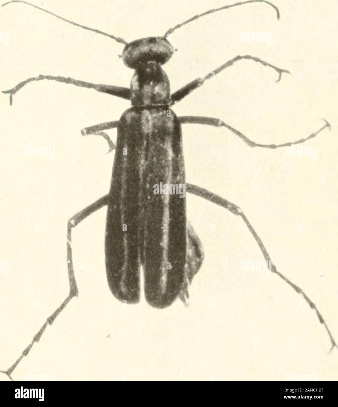 Wunder der Insekten; eine populäre Konto der Struktur und der Gewohnheit. s Wie den grub von einer Wespe.^ durch die Zeit, die es für seine nächste Änderung bereit ist, sie völlig die Wasp-grub gegessen hat und gross genug, um die Oberseite der Zelle seines Opfers, wo Sie Änderungen an einer Puppe zu füllen. Dieses ganze Leben - Geschichte vom Ausbrüten der Eier bis zu diesem Punkt ist in einer Woche umfasste. Obwohl dieser Artikel sup wurde -, über den Blister - Käfer und dem Öl-Käfer nur werden wir es gedacht haben gut diese anderen Käfer ähnliche parasitäre Gewohnheit zu gehören, wie Parasitismus ist eine sehr seltene PHENOM Stockfoto