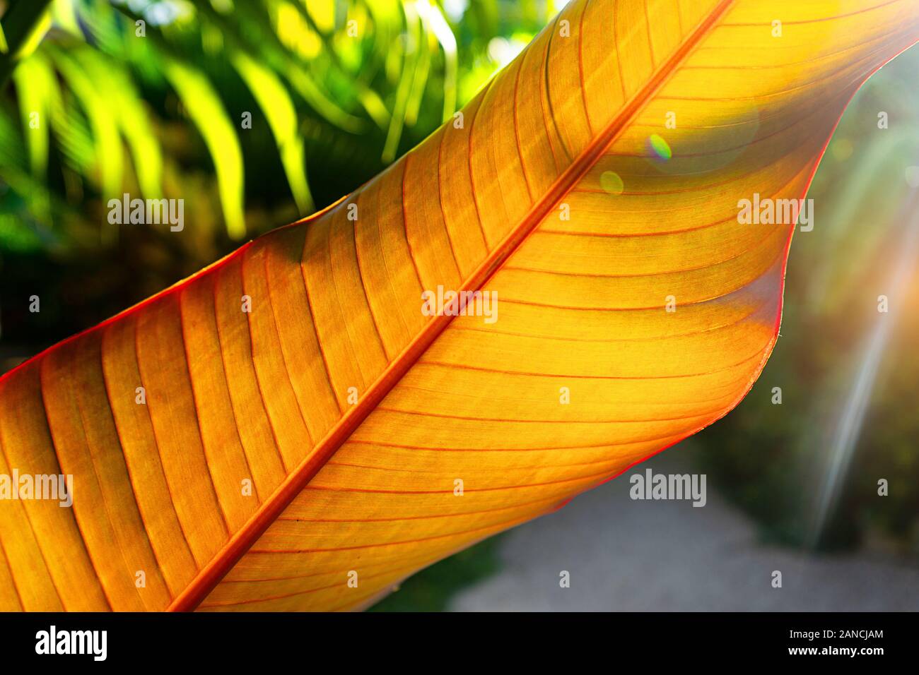 Tropical Banana leaf Textur, großen Palmen Laub auf Sonnenlicht Hintergrund. Konzept tropischen Urlaub. Stockfoto