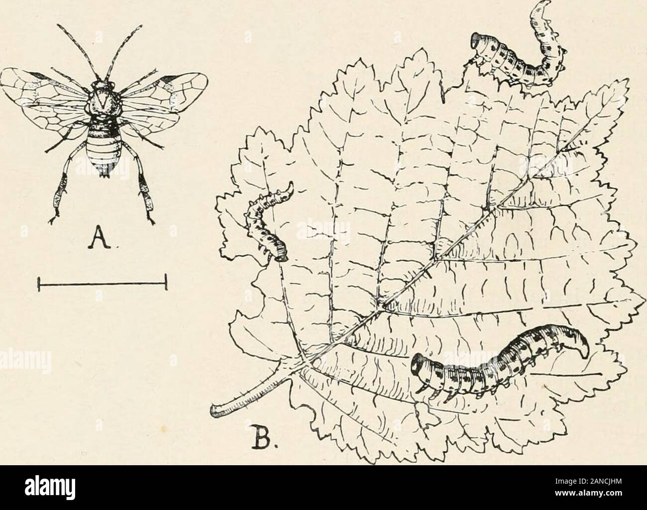 Wald Entomologie. Abb. 174.- Larve; von Krösus septen - trionalis auf Erle. 186 WALDENTOMOLOGIE. (Nematus Holcocneme) Erichsonii, Htg. (Die grosse Lärche sah-fly). Dieses Insekt, wenn auch recht häufig in einigen Teilen dieses Landes, nicht selbst in die Englische Literatur in bezug auf Wald Ento- mology erwähnt. Cameron schreibt: 1 Erichsonii nicht erscheint eine com-mon-Arten. Ich habe nur eine Probe von der Rev.T.A. Marshall, von denen ich nicht die Ortschaft Wissen gesehen. Herr Dale Datensätze itfrom Glanvilles Wootton. In der deutschen Literatur Judeich und Nitsche, 2 und auch Niisslin, 3 nur leicht finden Stockfoto