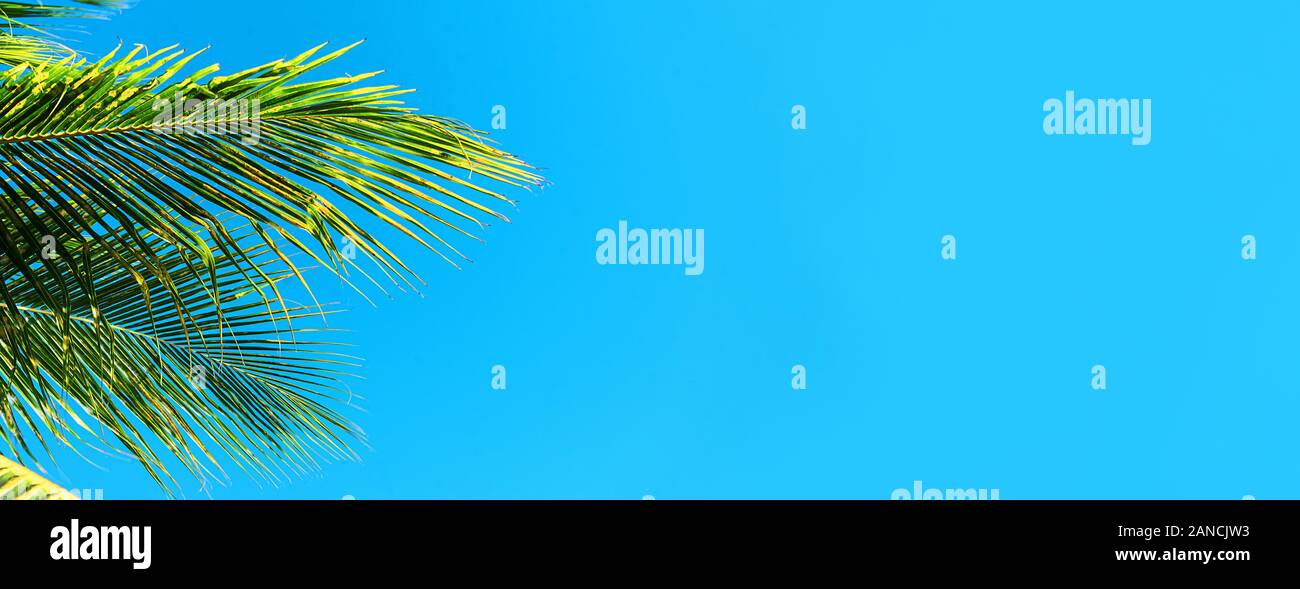Kokospalmen, schönen tropischen Hintergrund, die Insel Sansibar, Afrika. Stockfoto