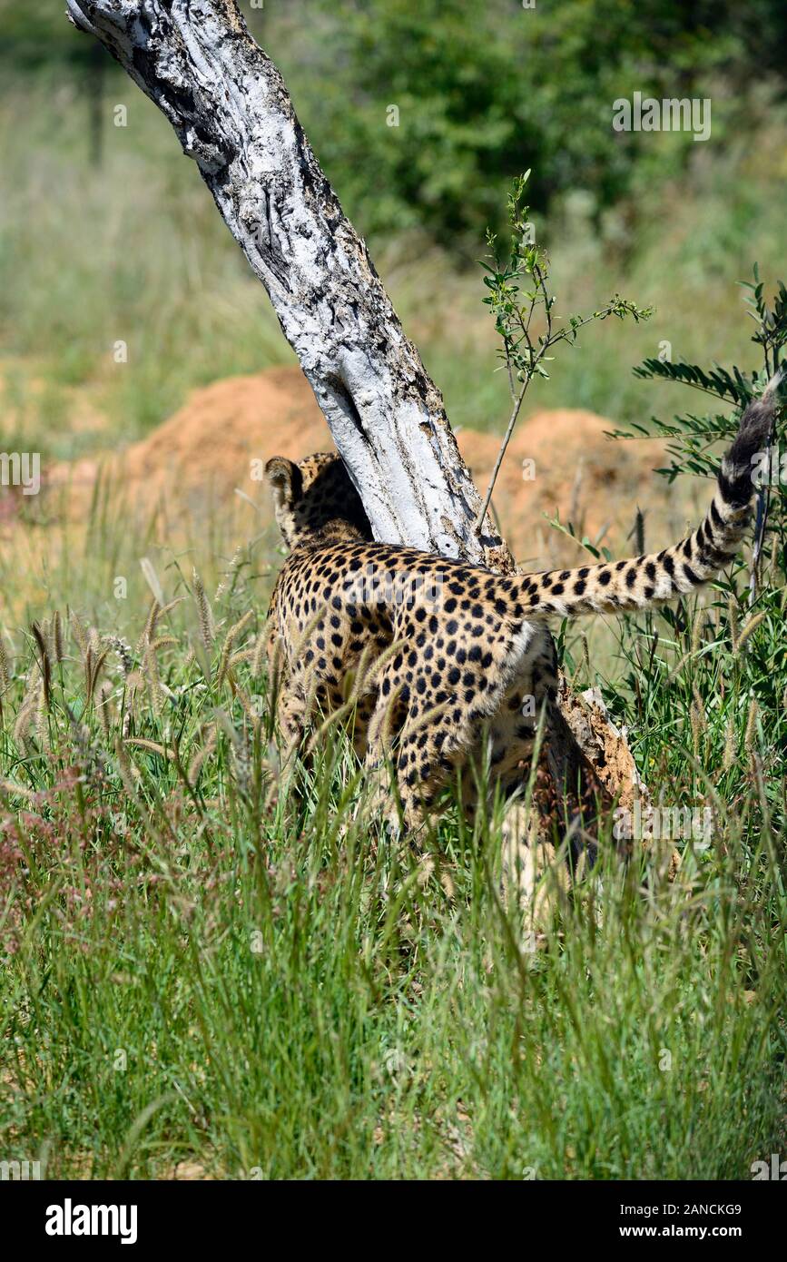Große Katzen, Cheetah, Geparden, Acinonyx jubatus, reibt againts Baumstamm, Duft Kennzeichnung, Markierung, olfaktorische Markierung, Territorium, Kennzeichnung, Etosha National Stockfoto