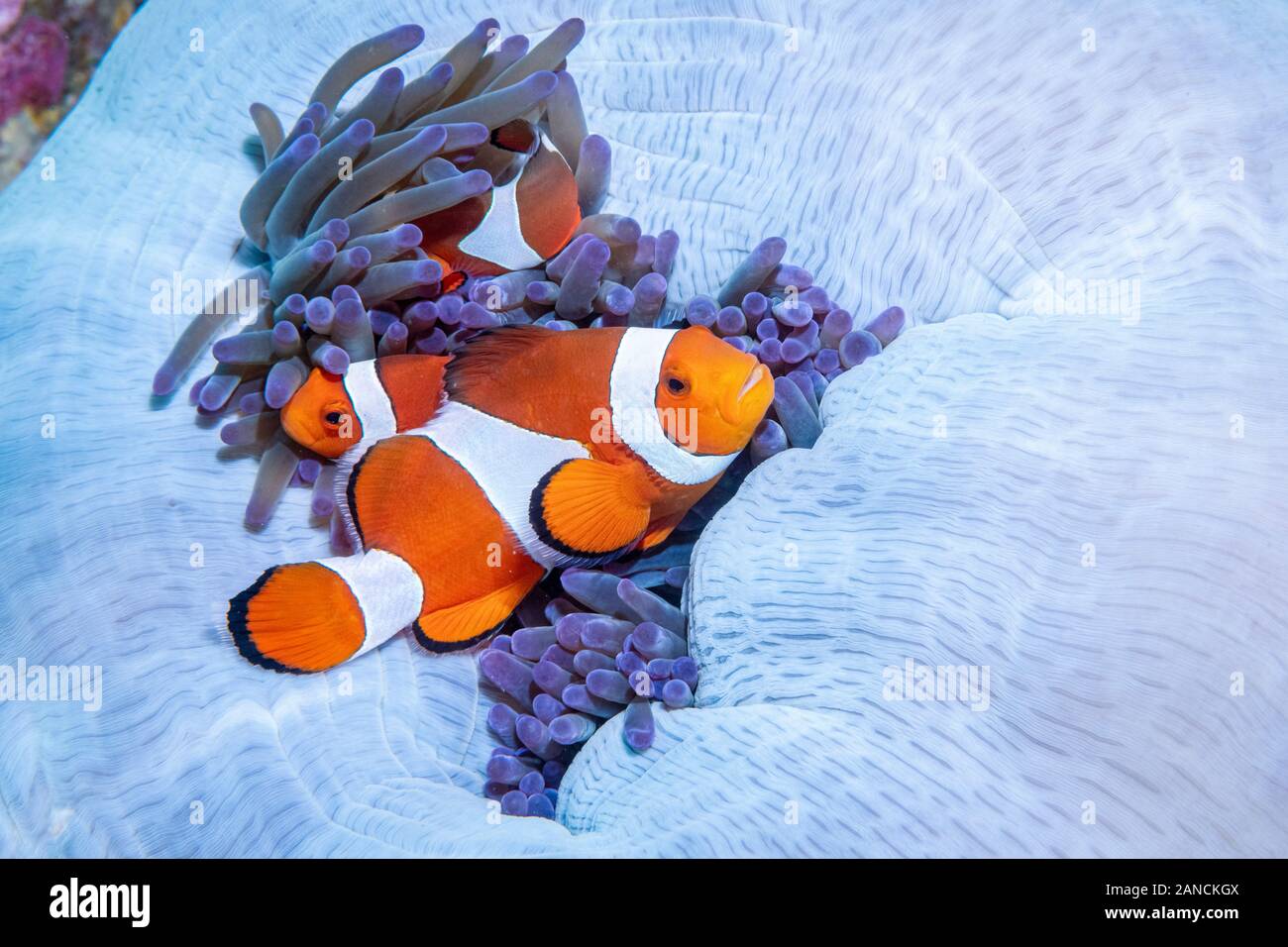 False Clown Anemonenfischen, Amphiprion ocellaris, Dumaguete, Philippinen Stockfoto