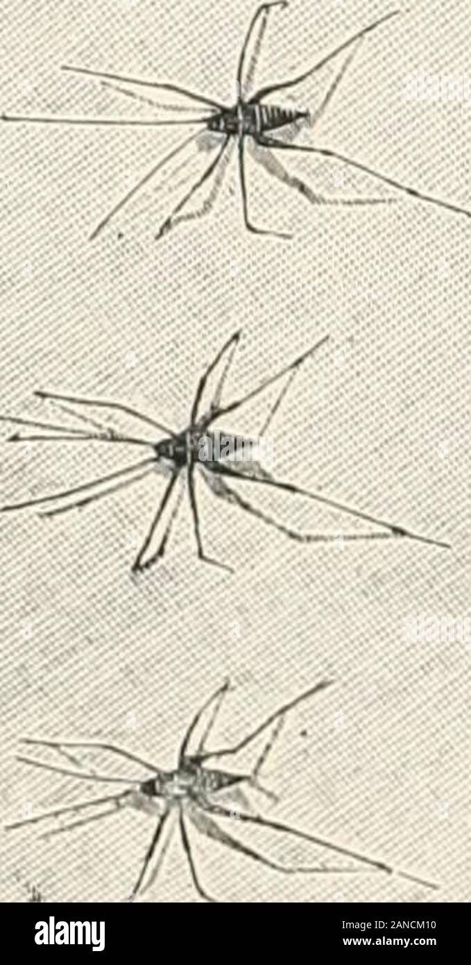 Ein text-Buch der Entomologie, einschließlich der Anatomie, Physiologie, Embryologie und Metamorphosen der Insekten, für den Einsatz in landwirtschaftlichen und technischen Schulen und Hochschulen sowie durch die Arbeitsgruppe Entomologen. • Ein Stockfoto