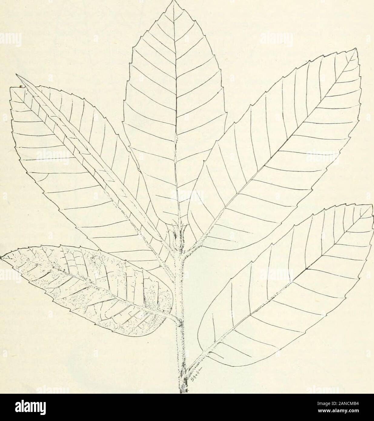 Wald Bäume des Pazifik Hang. Abit - dieser Baum ist und wird immer ein oakto werden die lumberman und die praktischen Förster. Irecedents für die Fortsetzung der Baum zu regardthe wie eine Eiche sind nicht will. So, Box - Elder (Freemanii x), obwohl auch die wahre distinctfrom Ahorne, in der Gattung Acer beibehalten. Wald TEEES DER PAZIFISCHEN HANG. 319 Höhe, mit schmalen aufrechten Ästen. Die Form ist sehr unterschiedlich; in der Nähe steht, die Krone ist schmal, mit aufrechten Zweigen und einem langen klaren Trunk, rarelystraight; in der offenen, die Krone ist breit, mit grossen, horizontalen Glieder, und thetrunk ist kurz und dick. Die Stockfoto