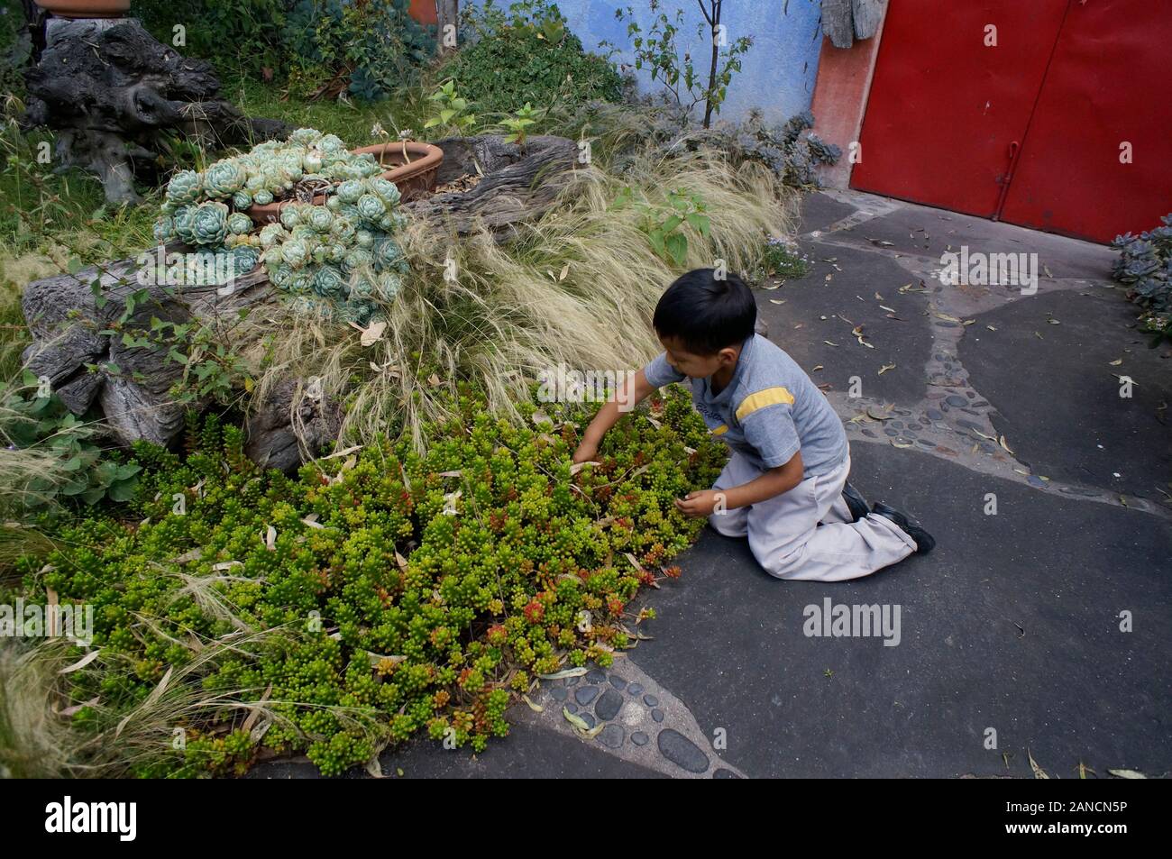 Sedum wächst im Hof des mexikanischen Familie, San Miguel de Allende, Mexiko. Junge für Heuschrecken suchen. Stockfoto