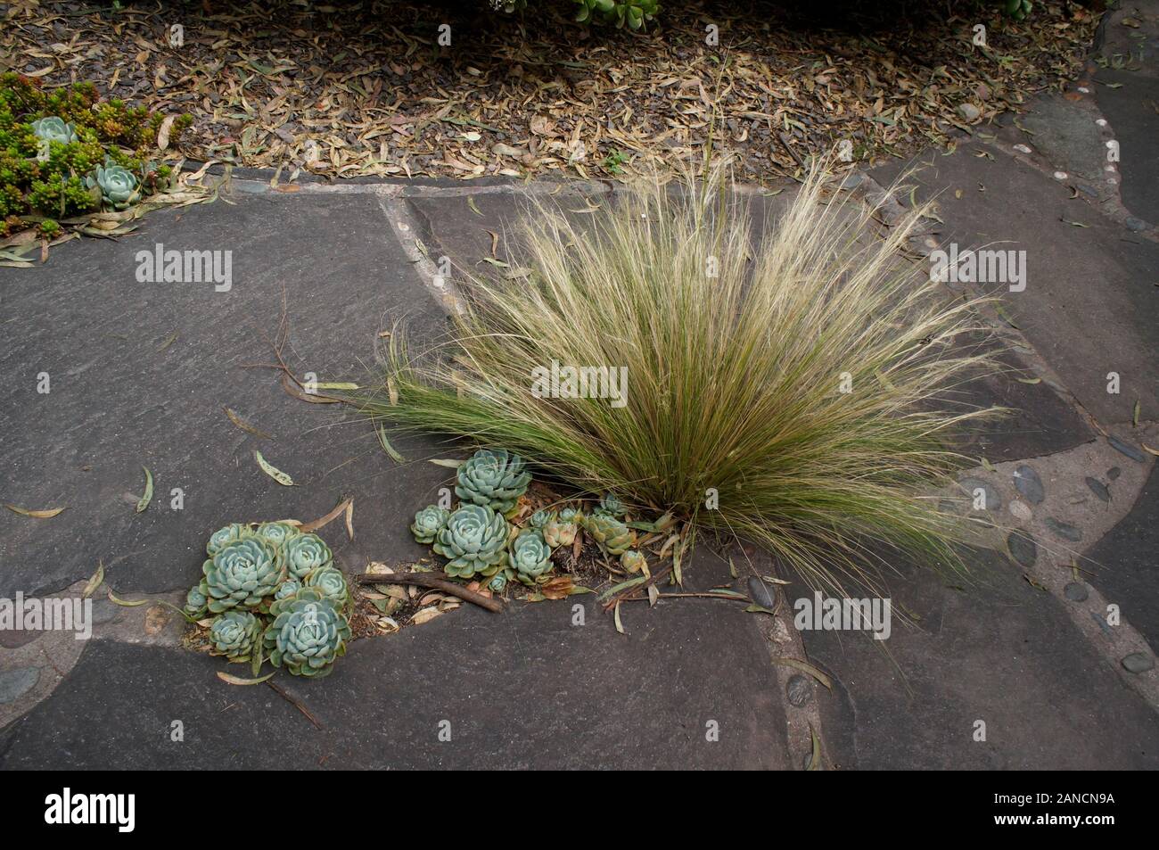 Sedum wächst im Hof des mexikanischen Familie, San Miguel de Allende, Mexiko Stockfoto