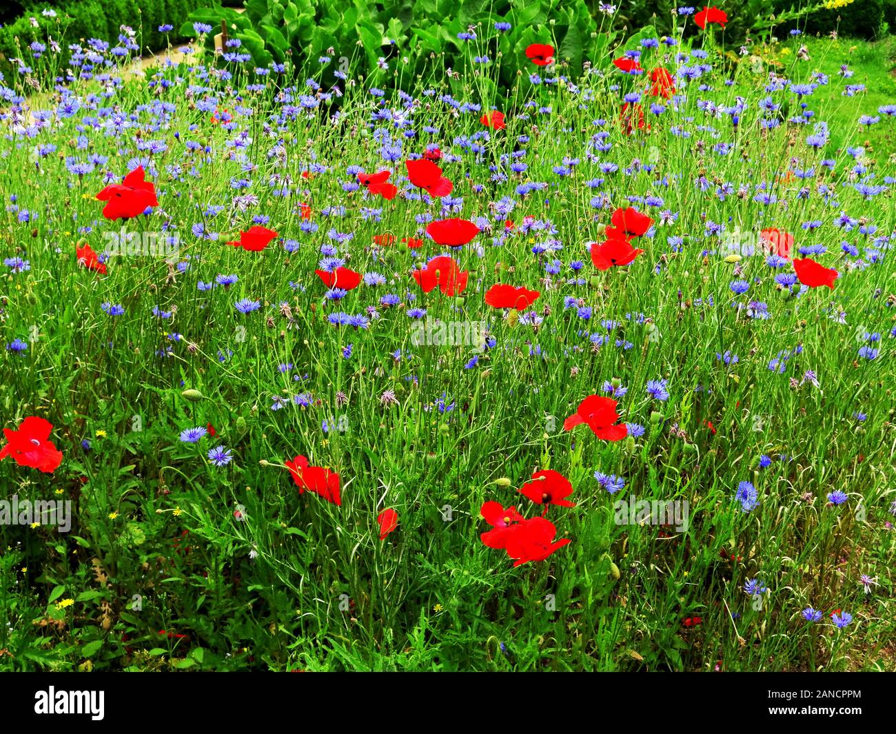 Frankreich, Bretagne, Daoulas, Abbaye de Daoulas, Gärten, Arzneimittel, Gärten, Kräuter, Blumen, Garten, Ruinen, Stockfoto