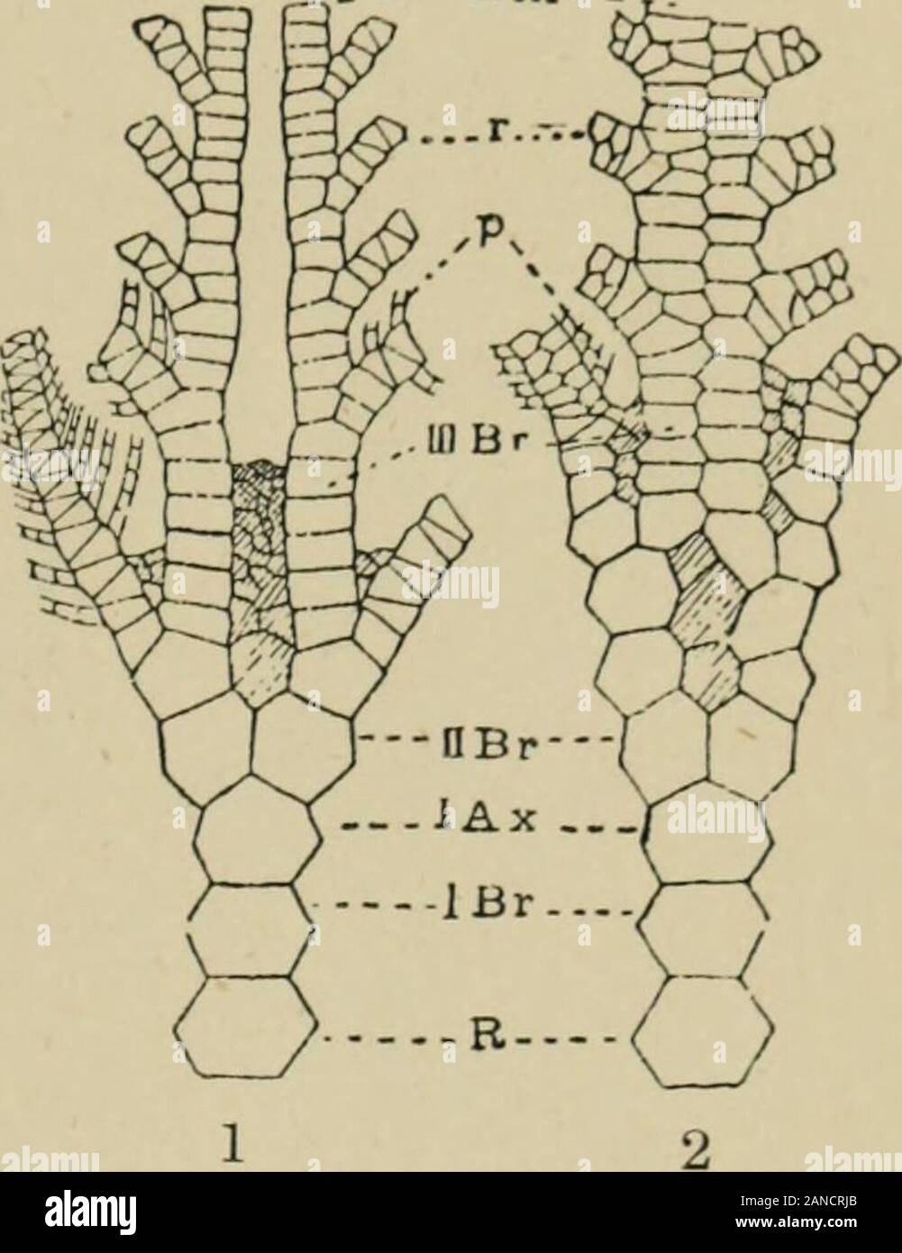 Eine Abhandlung über die Zoologie. olithus) von barrande. Mariacrinus, Halle (1859, restr. W. & Sj)., 1881-97; Syn. ZenkericrinuSj Waag. & Jahn), Silur, Europa, Nordamerika. Kostenlose armscomposed der keilförmigen III Br, abweichende, oder ein paar ramuli auf Ihren amedian Seiten (Bild möglicherweise nicht tragen. LXXIV. 1). Melocrinus^ Goldfuss (1826; W.&Sp., 1897; synn. Astrocrinus, Conrad; Turhino - crmusj Troost; Castanocrinus und Cytocrinus, C. ¥. Roem. ; Clonocrinus, oehlert), Devon, Europa und Nordamerika; die 2 wichtigsten Rami an jedem Arm sind seitlich in einen Kofferraum mit einzelnen großen ventralen Nut fixiert; dies trägt Pai Stockfoto
