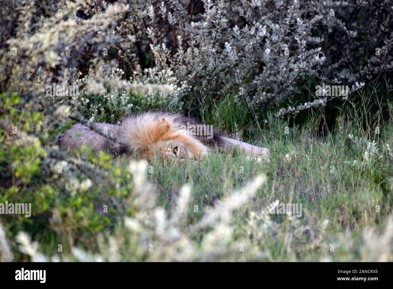 Männliche Löwe, erwachsene männliche Löwe Panthera leo, im Gras liegend, einem offenen Auge, ein Auge auf die Dinge, halten ein Auge heraus, beobachten, suchen, Sommer, Etosha Nationa Stockfoto