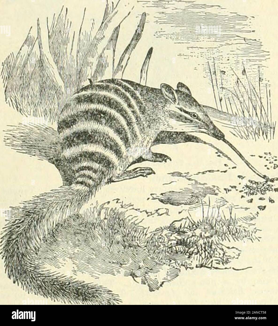 Die Encyclopedia Britannica; ein Wörterbuch der Künste, Wissenschaften und allgemeine literatureWith neue Karten und original amerikanischen Artikel von bedeutenden writersWith amerikanischen Korrekturen und Ergänzungen, die jedem Volume auf dem neuesten Stand. Ong und extensile. MynnecobiHS.- Ventition: i^, c, p3, vi^oder g; insgesamt 52 oder 54,, biing die größte Anzahl der Zähne in jede bestehende beuteltier. Thedistinction zwischen den molara und Prämolaren ist nicht sicher, da es nicht auf die Kenntnis der Nachfolge der Zähne gegründet, aber ontheir bilden. Die Zähne sind alle kleinen ond (außer tlie Vier posteriorinferior Molaren) getrennt fr Stockfoto