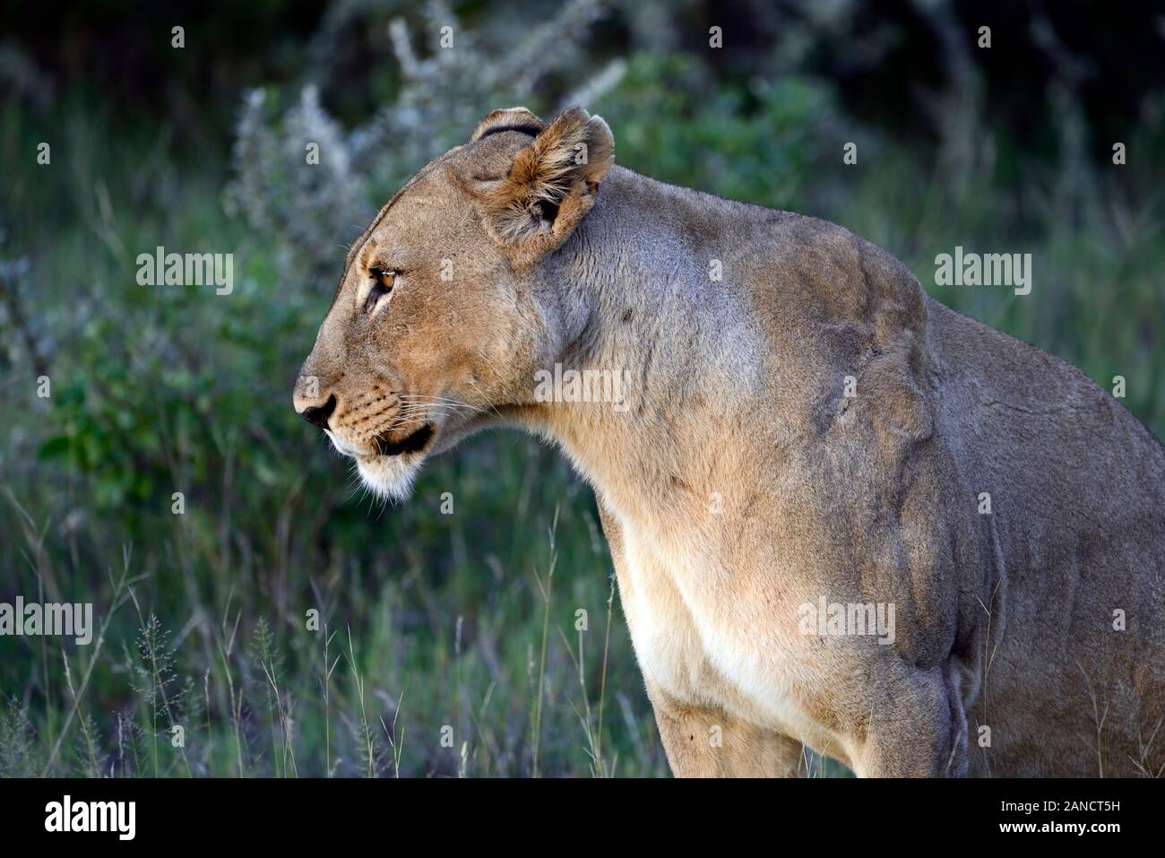 Erwachsene Frau Löwe sitzend, Panthera leo, Gras, Sommer, Etosha National Park, Namibia, Afrika RM Stockfoto