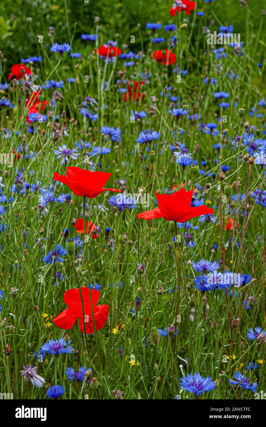 Frankreich, Bretagne, Daoulas, Abbaye de Daoulas, Gärten, Arzneimittel, Gärten, Kräuter, Blumen, Garten, Ruinen, Stockfoto