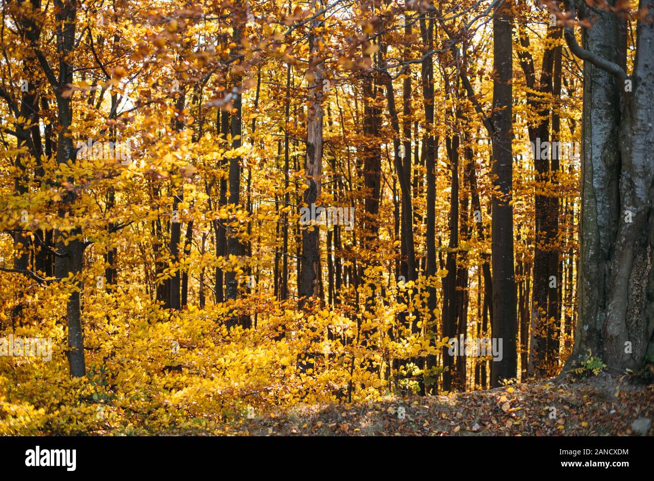 Eine Herbstwaldlandschaft. Nahaufnahme von Bäumen, goldenen Blättern Stockfoto