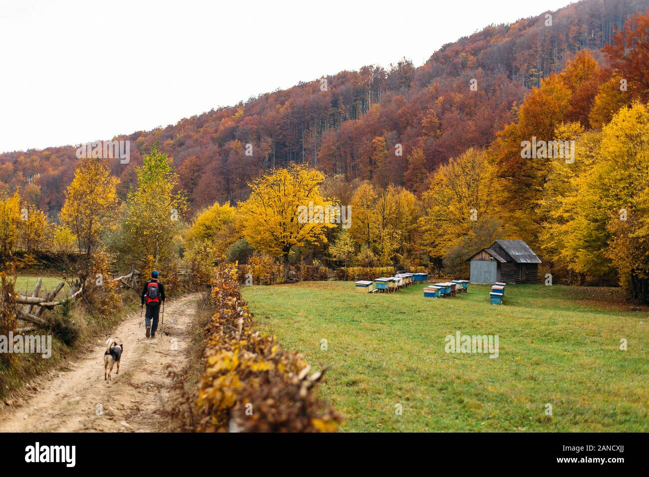 Wanderer und Hundespaziergängen auf der Straße in der Nähe von Bienenstöcken im Herbstwald Stockfoto