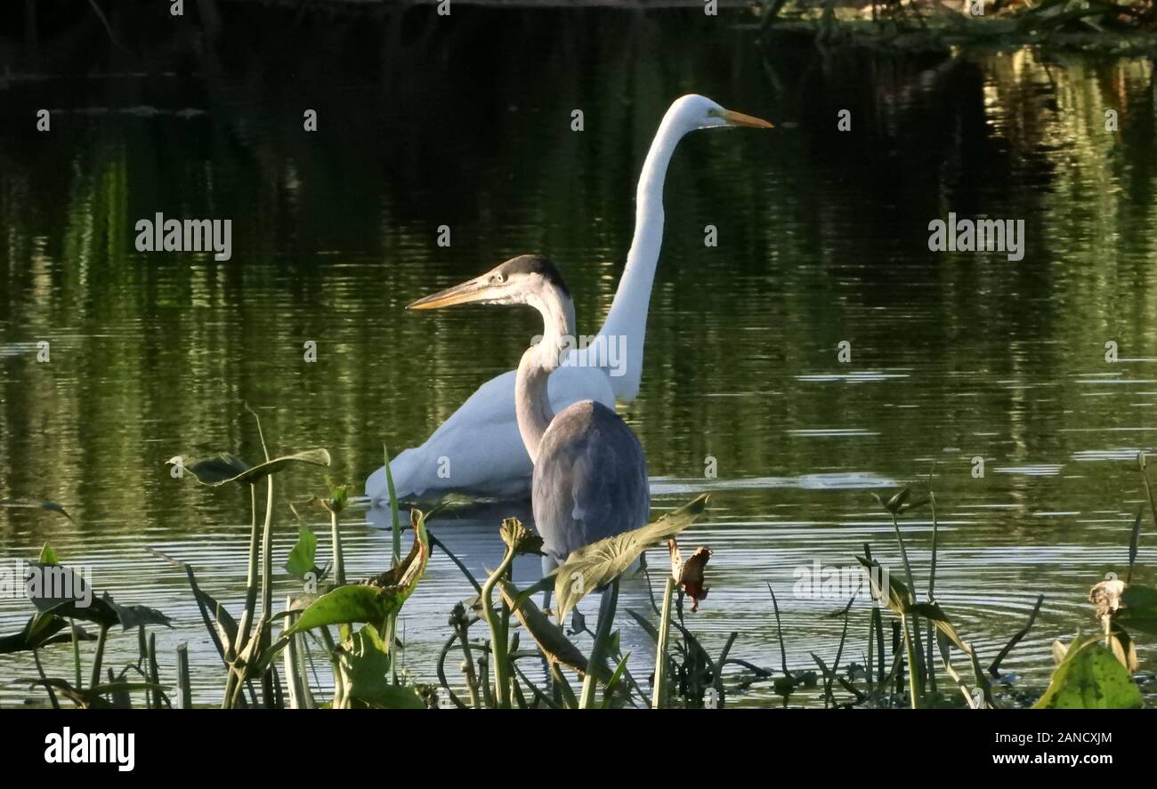 Wildtiere Tiere zwei Vögel auf einem See Botanik Park Naturlandschaft Stockfoto
