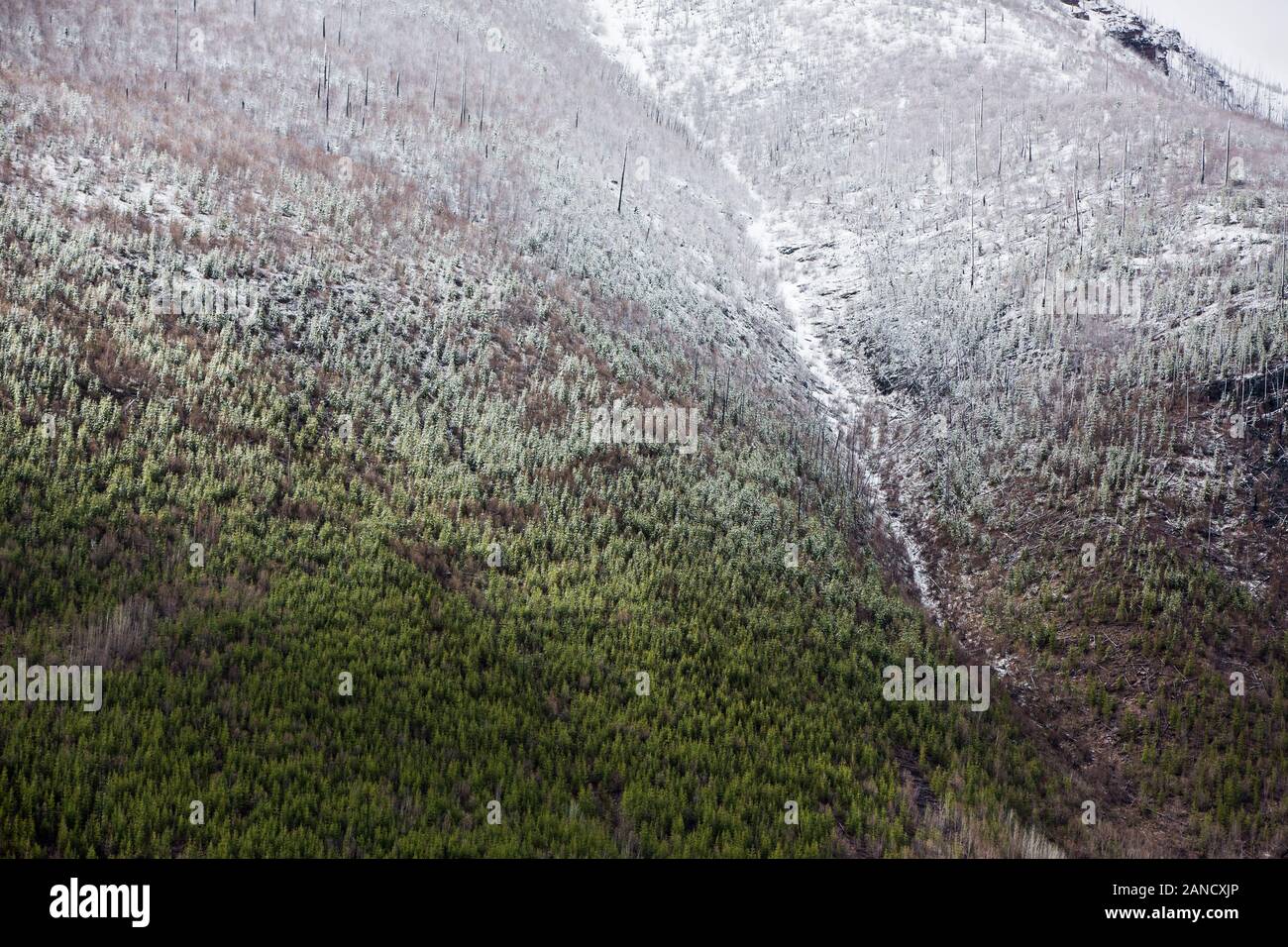 Frühlingsschnee in der Hochhöhe nahe West Glacier, Montana. Stockfoto