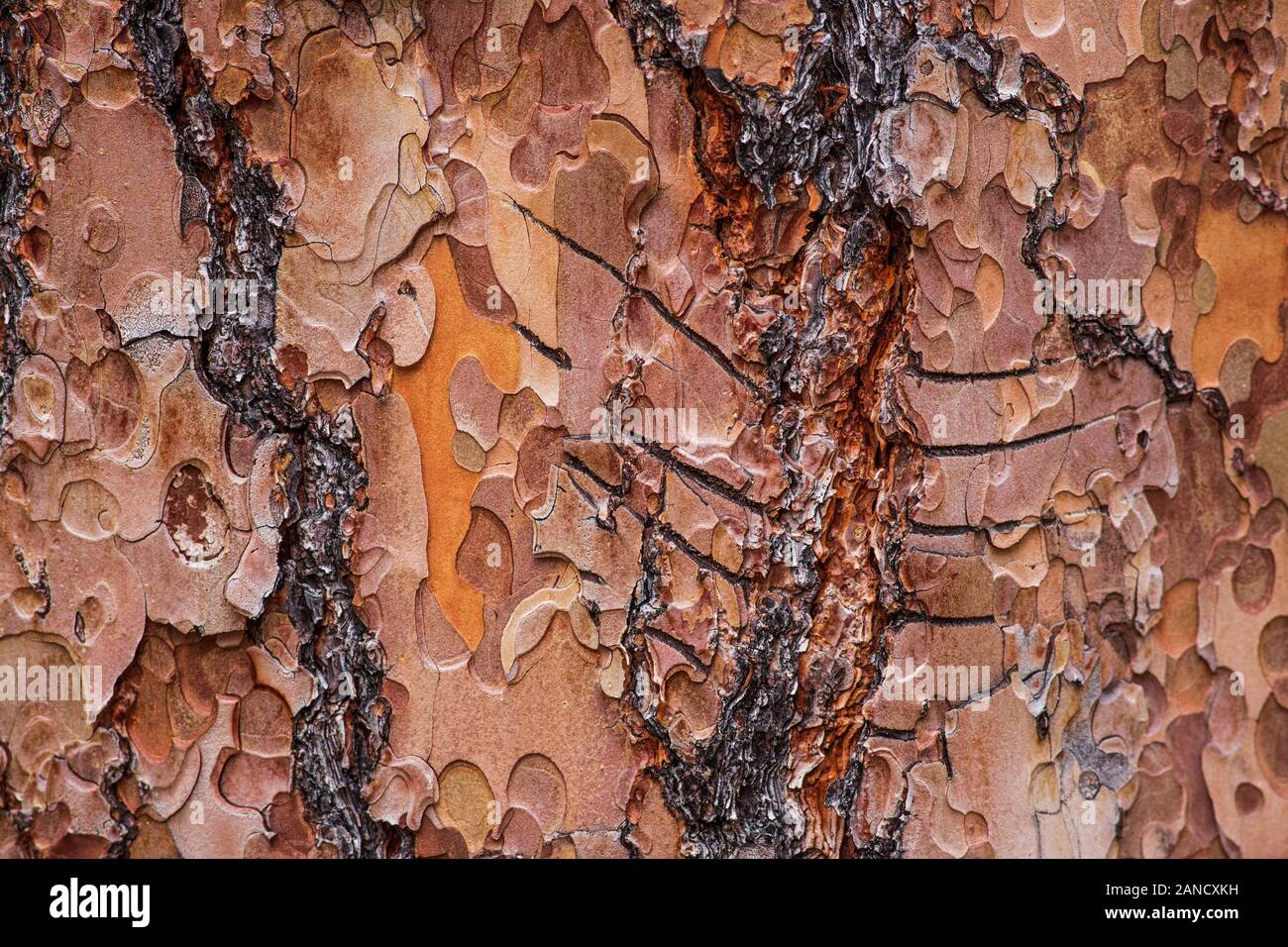 Bärenklauenmarkierungen auf einer Ponderosa Pine Tree in Rock Creek, Montana Stockfoto