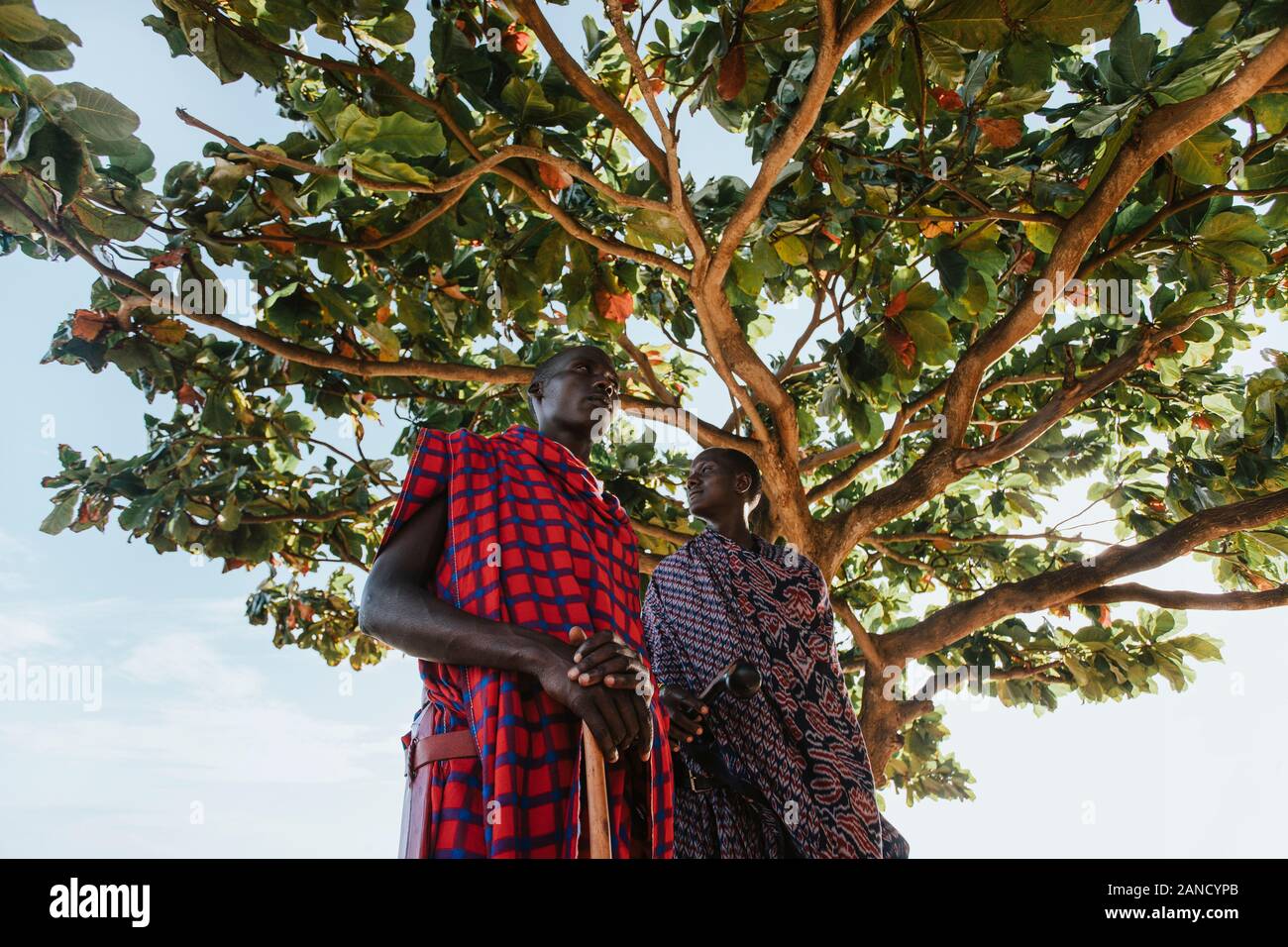 Zwei masai Männer in traditioneller Kleidung stehen unter einem großen mkungu Baum Stockfoto