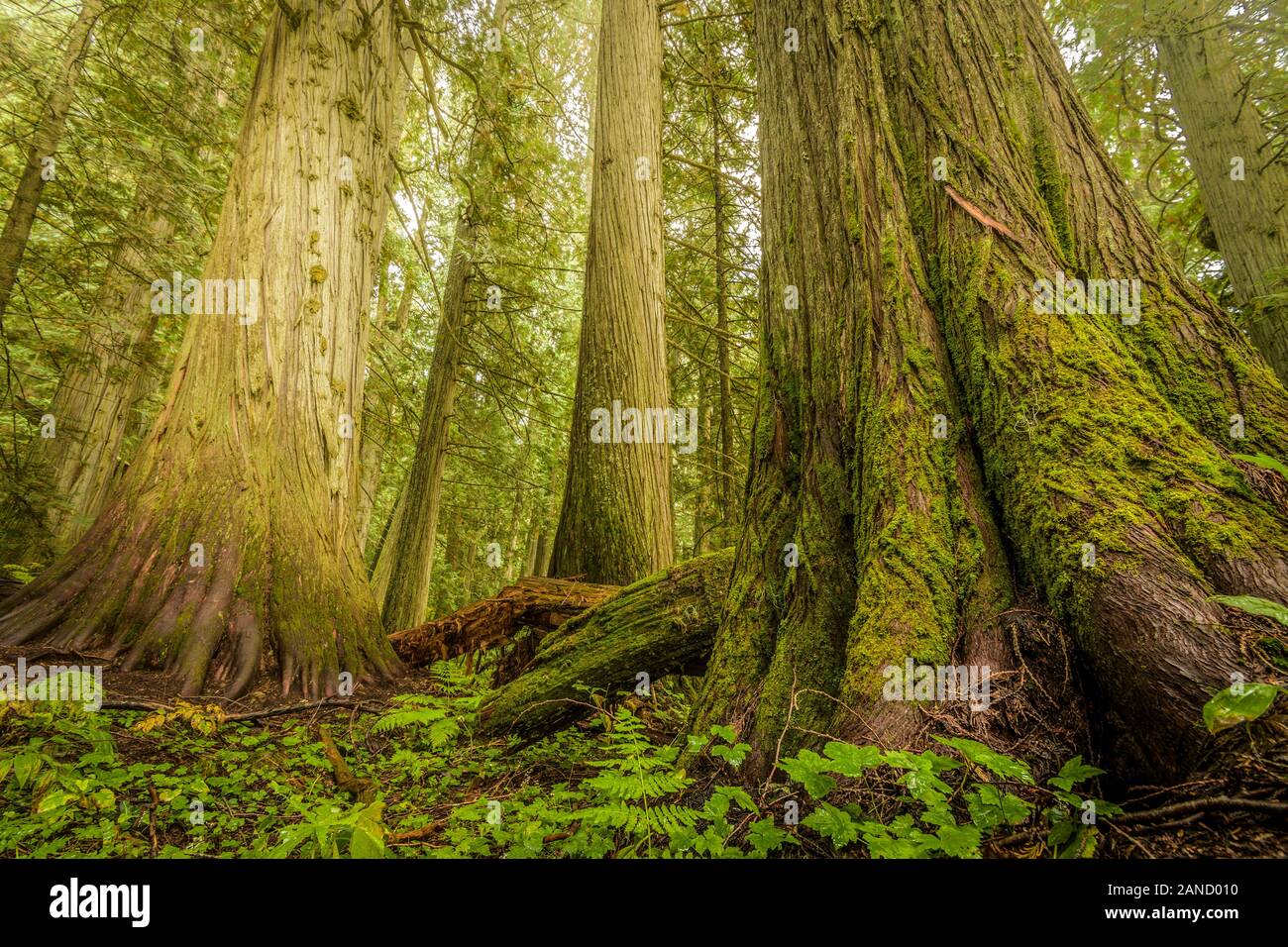 Riesige Bäume in alten Wachstum Wald, entlang alter Grwith Trail, Nelson, British Columbia, Kanada Stockfoto