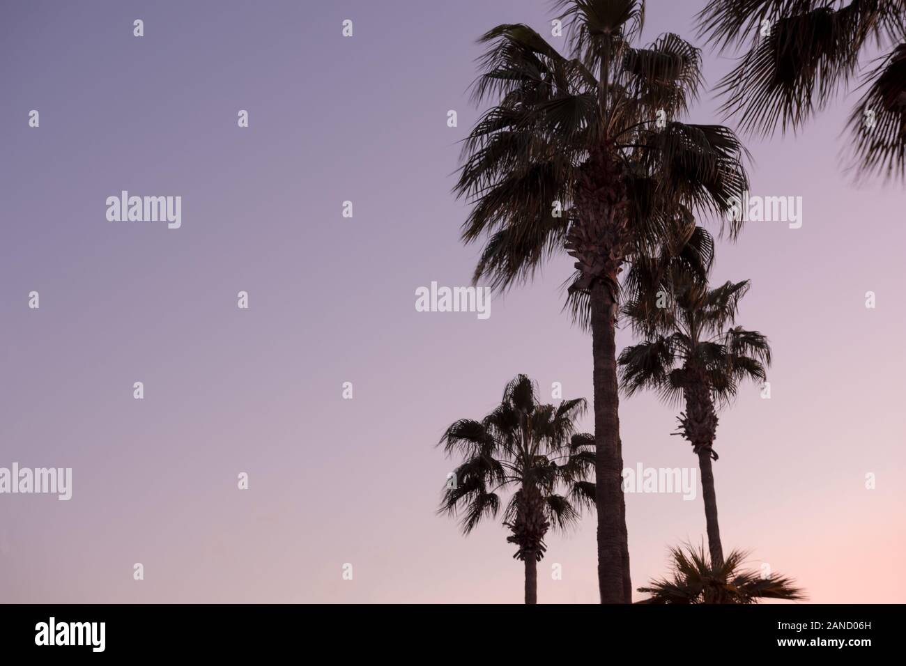 Palmen auf die pulsierende Himmel bei Sonnenuntergang in Zypern, Europa Stockfoto