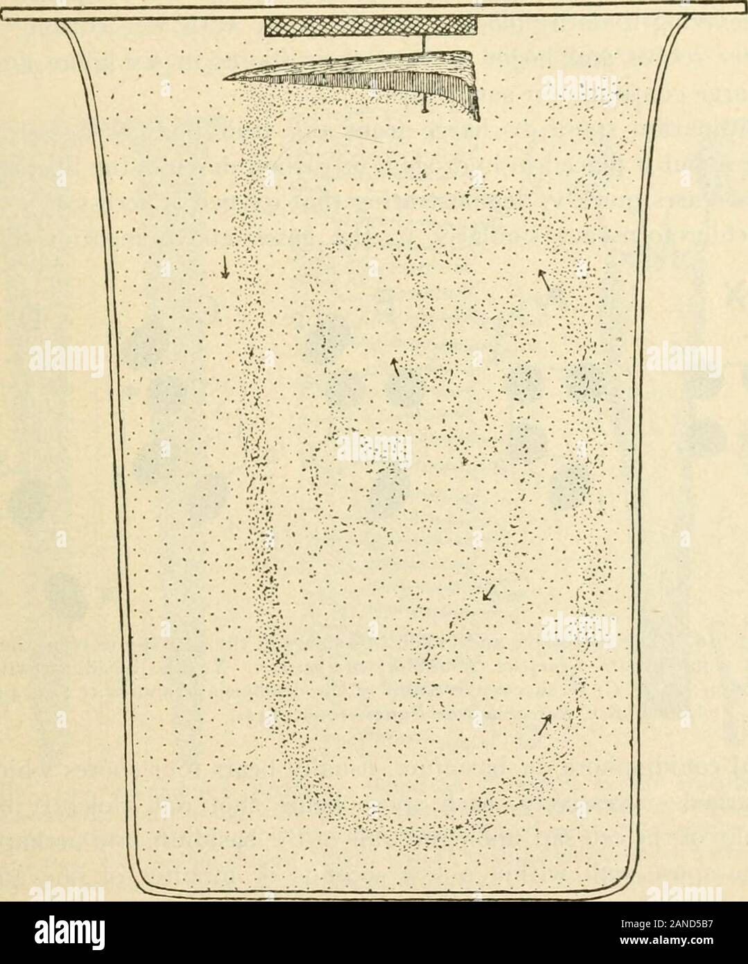 Ein text-Buch der Mykologie und Pflanzenpathologie. Der spore-Lauffläche, und, deshalb, total Anzahl der Sporen, die eine Frucht Körper produzieren kann. Durch variousgrowth Bewegungen der Kappe und Obst Stengel, die spore-sur-Gesicht ist am besten in der Lage, für die Befreiung der Sporen platziert. Die Sporen von den Kiemen auf die befreiten unter der Oberfläche eines pileusplaced über eine horizontale Blatt Papier fallen senkrecht nach unten andform eine spore Print, bestehend aus strahlenden Linien andie inter-lamellare Räume. Die Anzahl der Sporen durch largefruit Stellen ist beachtlich. Eine sp Stockfoto