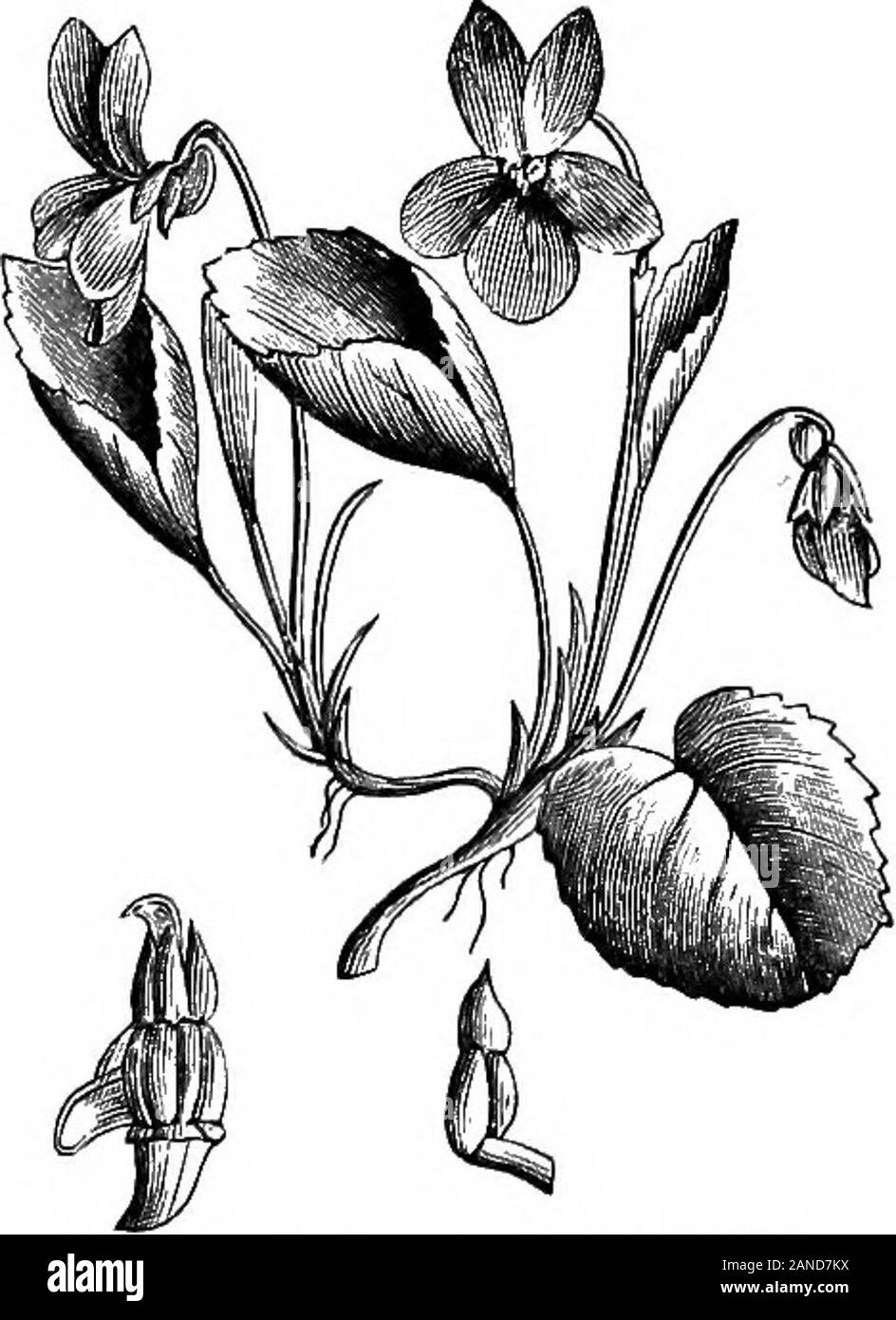 Eine bebilderte Medizinische encyclopaedic dictionaryBeing ein Wörterbuch der technischen Begriffe von Schriftstellern auf die Medizin und die Sicherheiten, die in der lateinischen, Englischer, Französischer und Deutscher Sprache auf der Cala-Mine Hügel des Rheinischen Prus-Sia; sagte Zink, [a, 35.] - V. canina zu enthalten. Fr., vio-lette de chien. Ger., Hunds-Veilchen., Rossveilchen. Hund - (oder Pferd -) Violett; Eine europäische Arten. Die Wurzel isemetic und Abführmittel, aber islittle verwendet, [a, 35.] - V. ca-pillaris. Ein chilenischer Unter - Strauch als Abführmittel verwendet. [35.] - V. Clandestina. süß weiß Violett von NorthAmerica; als vulner-ary, [a, 35 verwendet.] Stockfoto