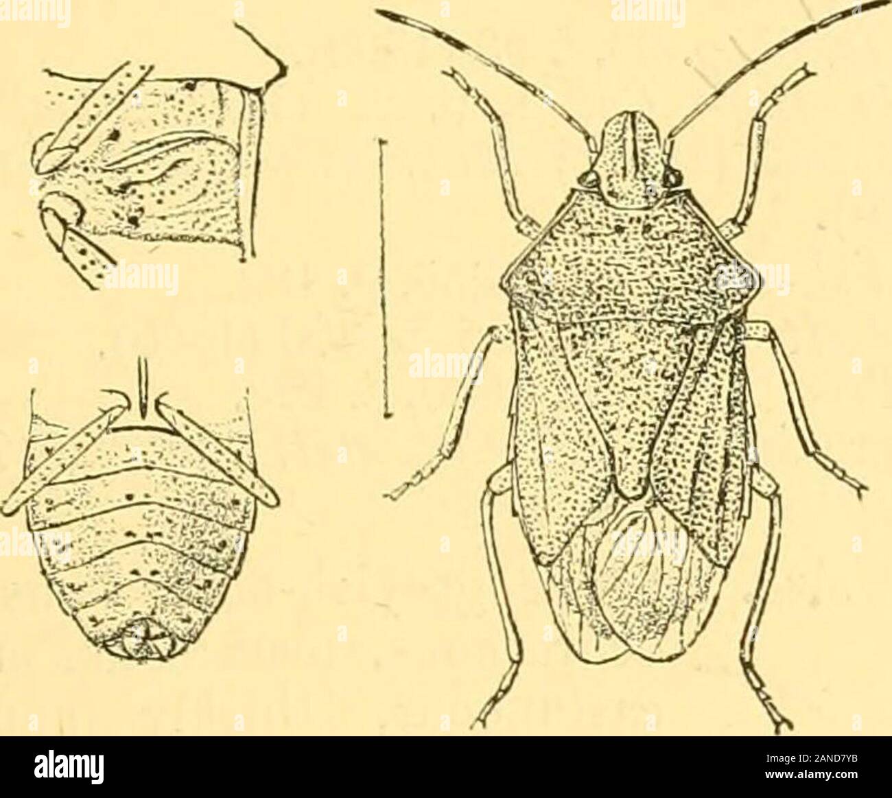 Rhynchota.. . E brassy - Schwarz, itsmargins Blass ochraceous mit einer intra-Rn schwarze Linie. Dauer 1h Millim. Hah. Kaschmir. Ich bin Dr. Horvath für die Möglichkeit der figuringthis Arten. Gattung NIPHE. Niphe, Sm, bfv. Vet.-AA: Gabel. 1867, S. 516. Typ, N., suhferruginea Westw. Verteilung. Äthiopische und orientalischen Regionen. Kopf ein wenig nach vorne verengt, die seitlichen Ränder leicht Abb. 89.- Mormidella 2 Miili. NIPHE. 151 "inuate nahe der Mitte, seitenlappen sehr geringfügig länger als Diemittlere lobe, ocelli viel näher für die Augen als auf jedes andere; Podium zur Ausdehnung auf das Plakat Stockfoto