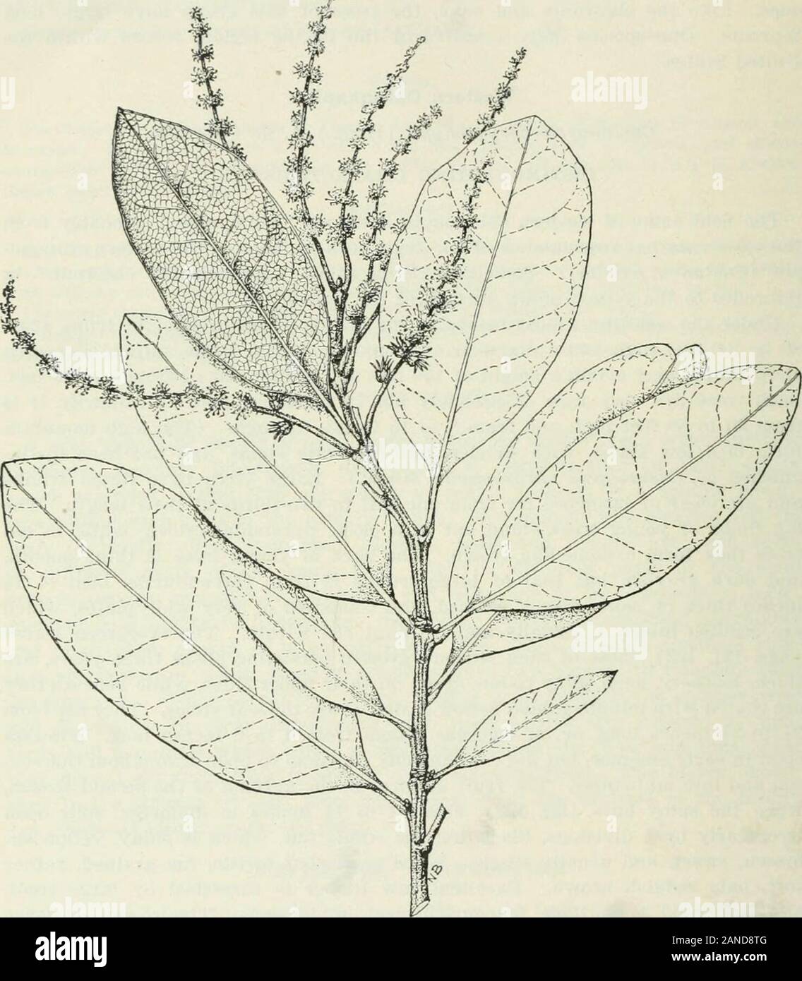 Wald Bäume des Pazifik Hang. n große Bäume isbelieved zu 500 Jahre nicht überschreiten. Bäume von 18 auf 25 Zoll im Durchmesser sind von 145 bis 190 Jahre alt. EANGE. Südwesten von Washington nach Südkalifornien. Kaskaden, von Skamania County, Washington, südwärts durch die von Oregon (hauptsächlich am Westhang) und Küste reicht und 274 Wald Bäume DES PAZIFIK HANG. Sierras von Kalifornien San Jacinto Mountains. Strauchigen thronshout sein Angebot, exceptin Oregon Kaskaden und in der Coast Mountains der nordwestlichen Kalifornien. Washington - moffats Federn, Skamania County, die einzige Station jetzt bekannt. Oregon. Stockfoto