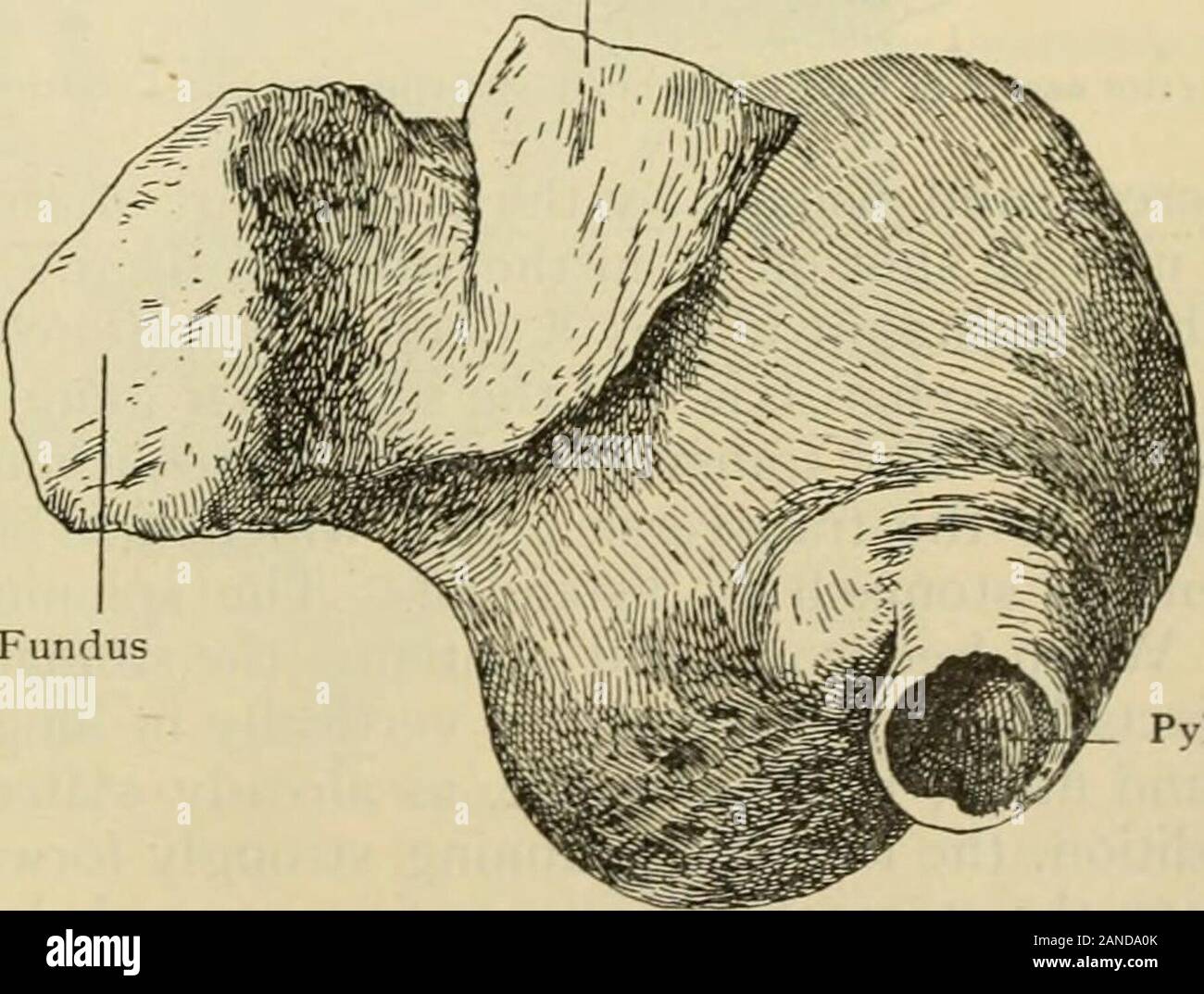 Der menschlichen Anatomie, einschließlich der Struktur und Entwicklung und praktische Erwägungen. Alle, die con-veys der Koronararterie zu: Dieschrauben des Herz öffnen. Thislast Falten ist wichtig in Bezug aufden Topographie des Peritoneums, aber nicht auf den Magen. Die lesseromentum entlang thewhole der weniger Krümmung angebracht ist, ex-Cept, die hinteren Layer Es mayleave unterhalb der Cardia zu melden Sie aufder Rückseite der Magen die layerof das Omentum majus Die formsthe minderwertig Grenze des Nicht-seroustriangle. Mit Ausnahme dieses Dreiecks und des nichtigen Intervall zwischen den Zeilen von Att Stockfoto