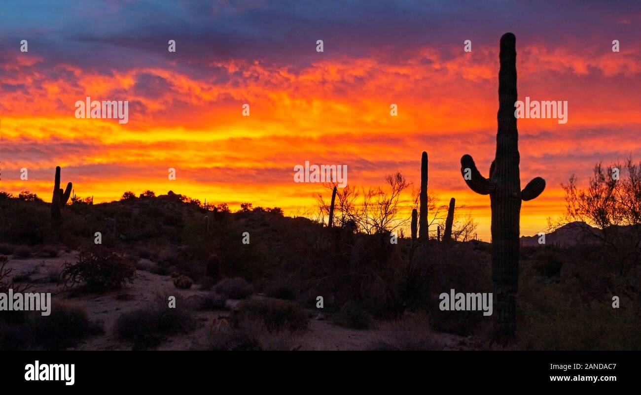 Bunte Wüste in Arizona Landschaft Sonnenuntergang mit Kakteen in der Nähe von Phoenix Stockfoto