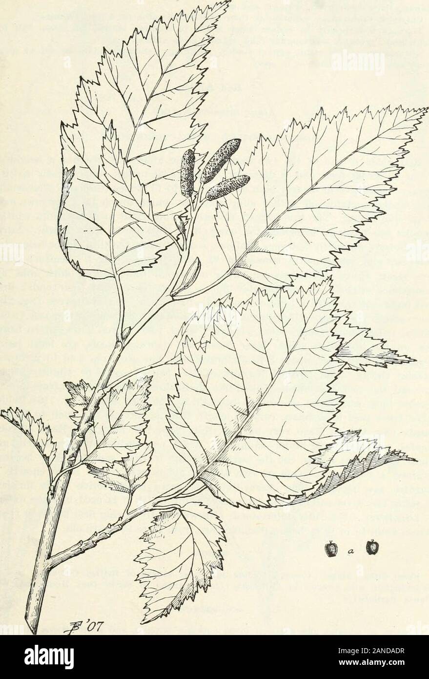 Wald Bäume des Pazifik Hang. In grobe Zähne, die sich fein und scharf gezähnt, der teethpointing vorwärts. Reifen Kegel, etwa die Hälfte zu fünf Achteln eines Zoll lang; Enden des Konus Skalen sehr dick und mit ca. 4 Minute aufgerundet Lappen, oder sub-Divisions - enden manchmal ohne diese und scpiarish. Samen mit sehr nar- Reihe, sehr dünne Ränder (Abb. 117,"). Die Blumen öffnen im frühen Frühling, wenn die maleclusters 2 bis 3 Zoll lang und ungefähr drei geworden - Sechzehntel der Zoll dick. Holz, Hellbraun. Keine kommerzielle Nutzung aufgrund der geringen Größe der Strukturbaum. Langlebigkeit. - Nicht fu Stockfoto